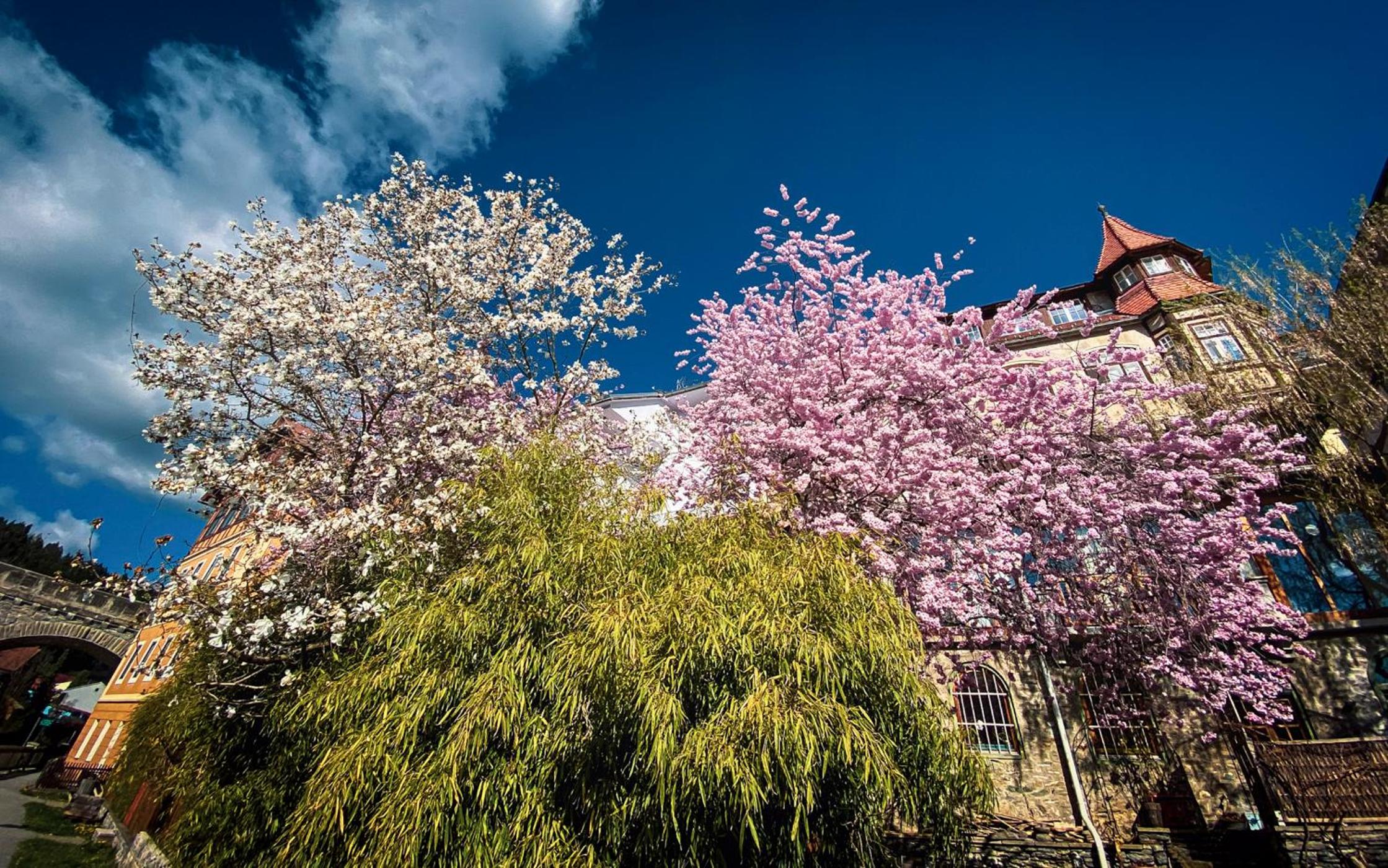 Gartenloft an der Mur