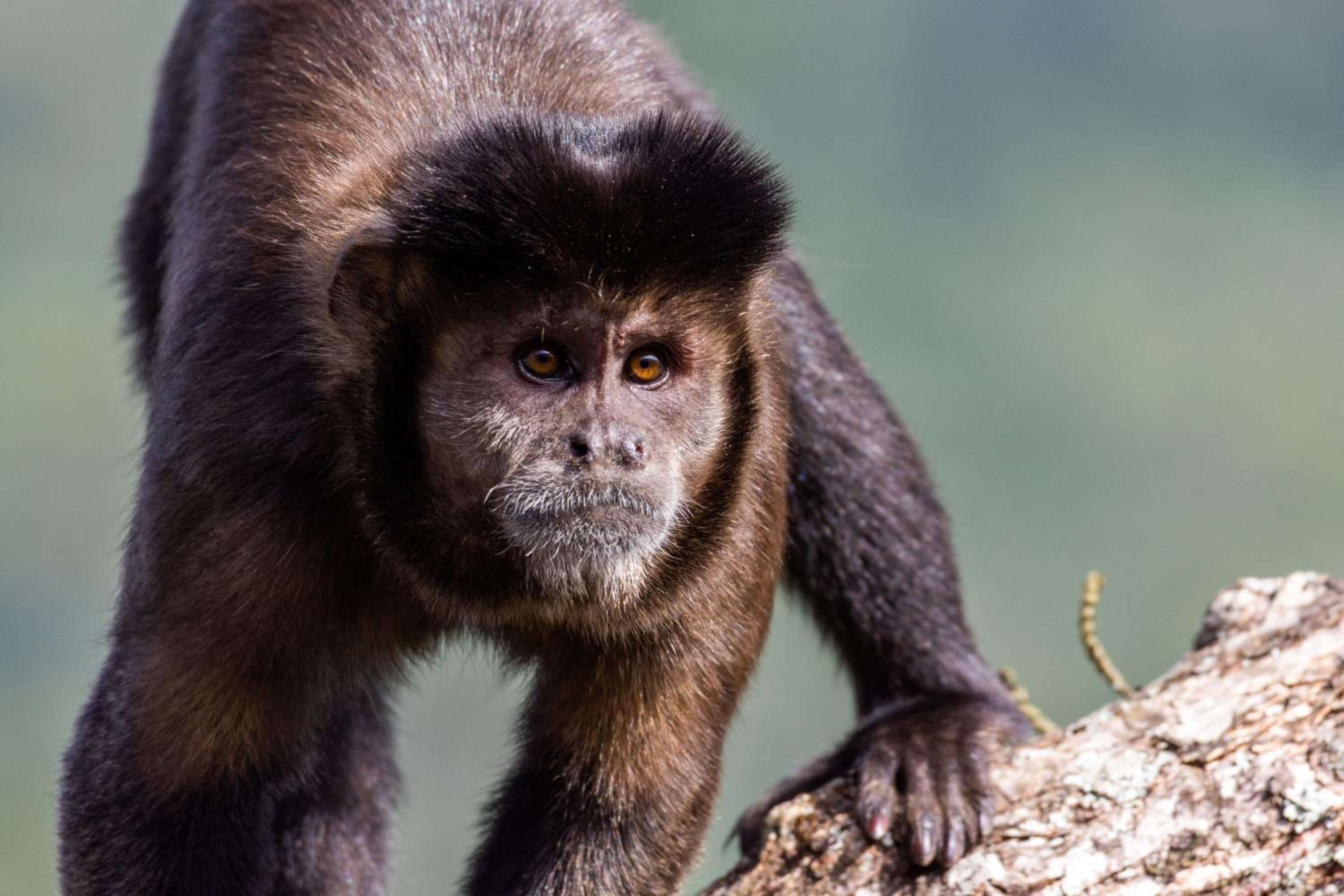 Pequena Suécia