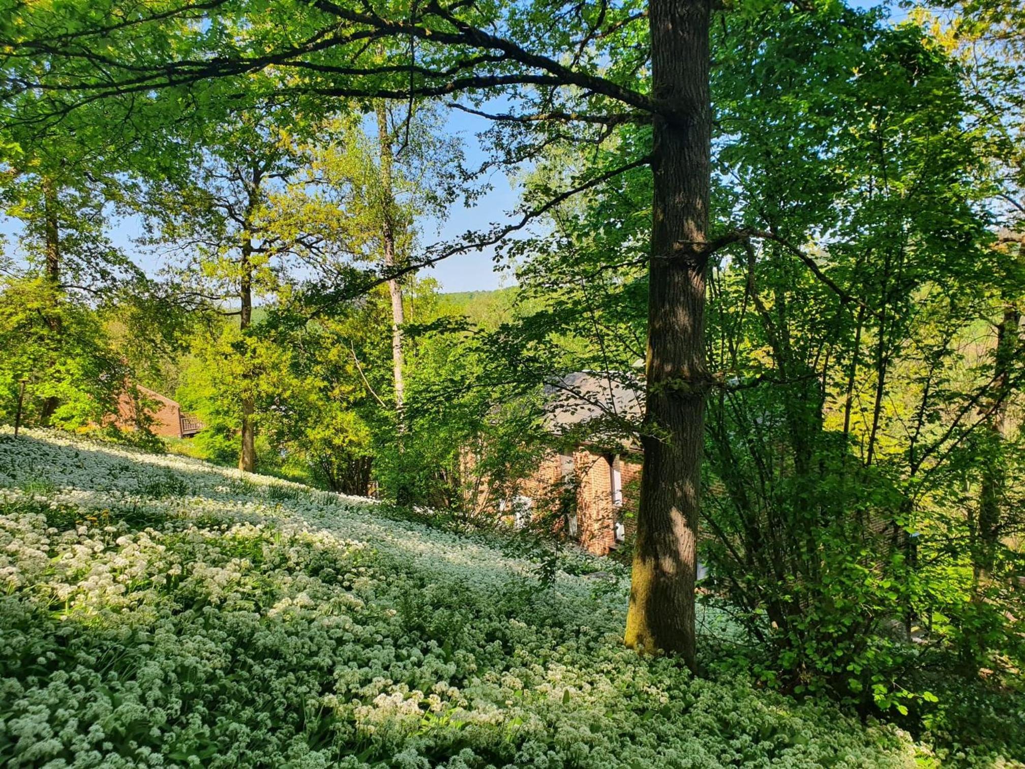 Au Cœur des Bois - Belvédère sur la Vallée de la Meuse
