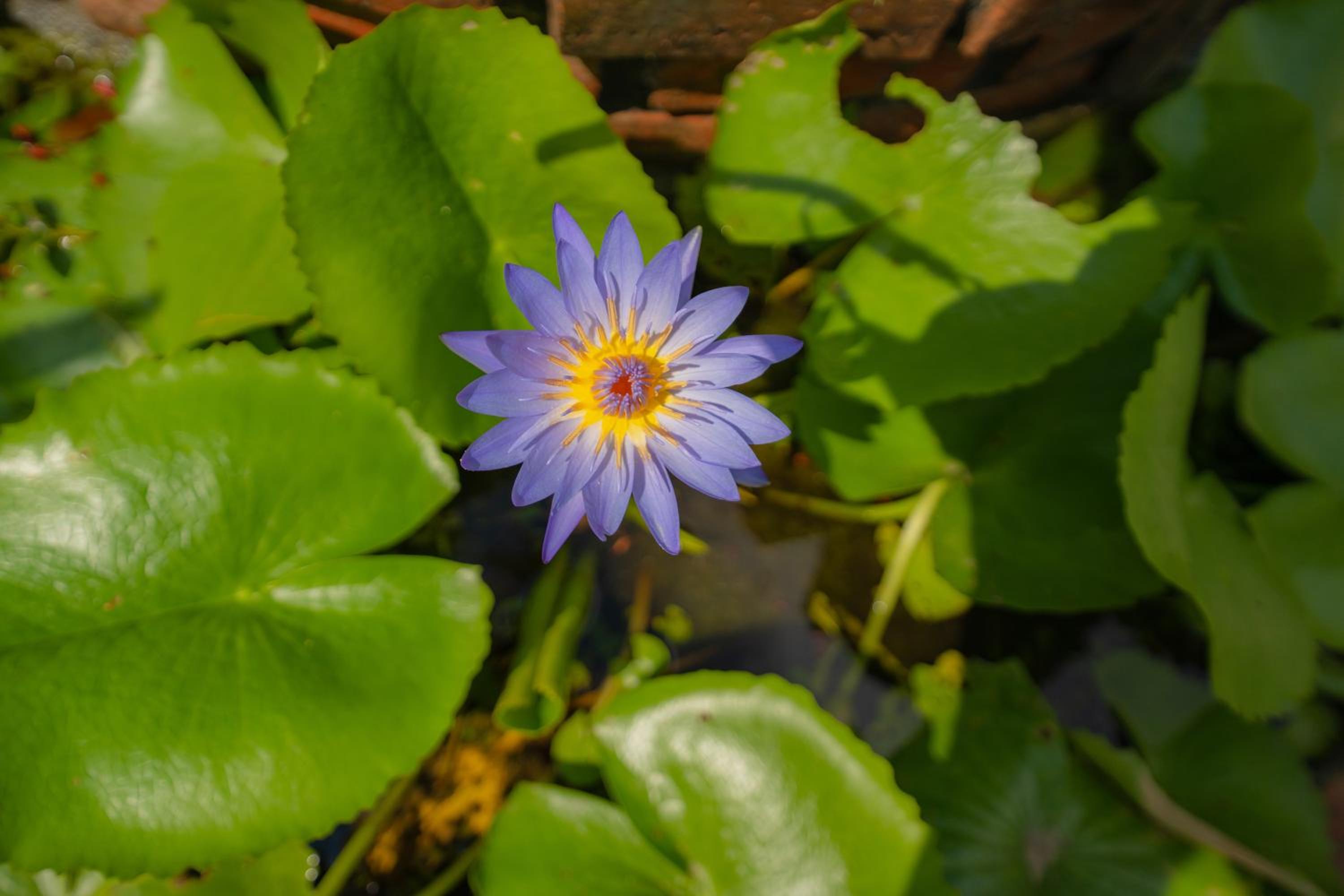 Strawberry Garden Homestay, Hoi An - 13