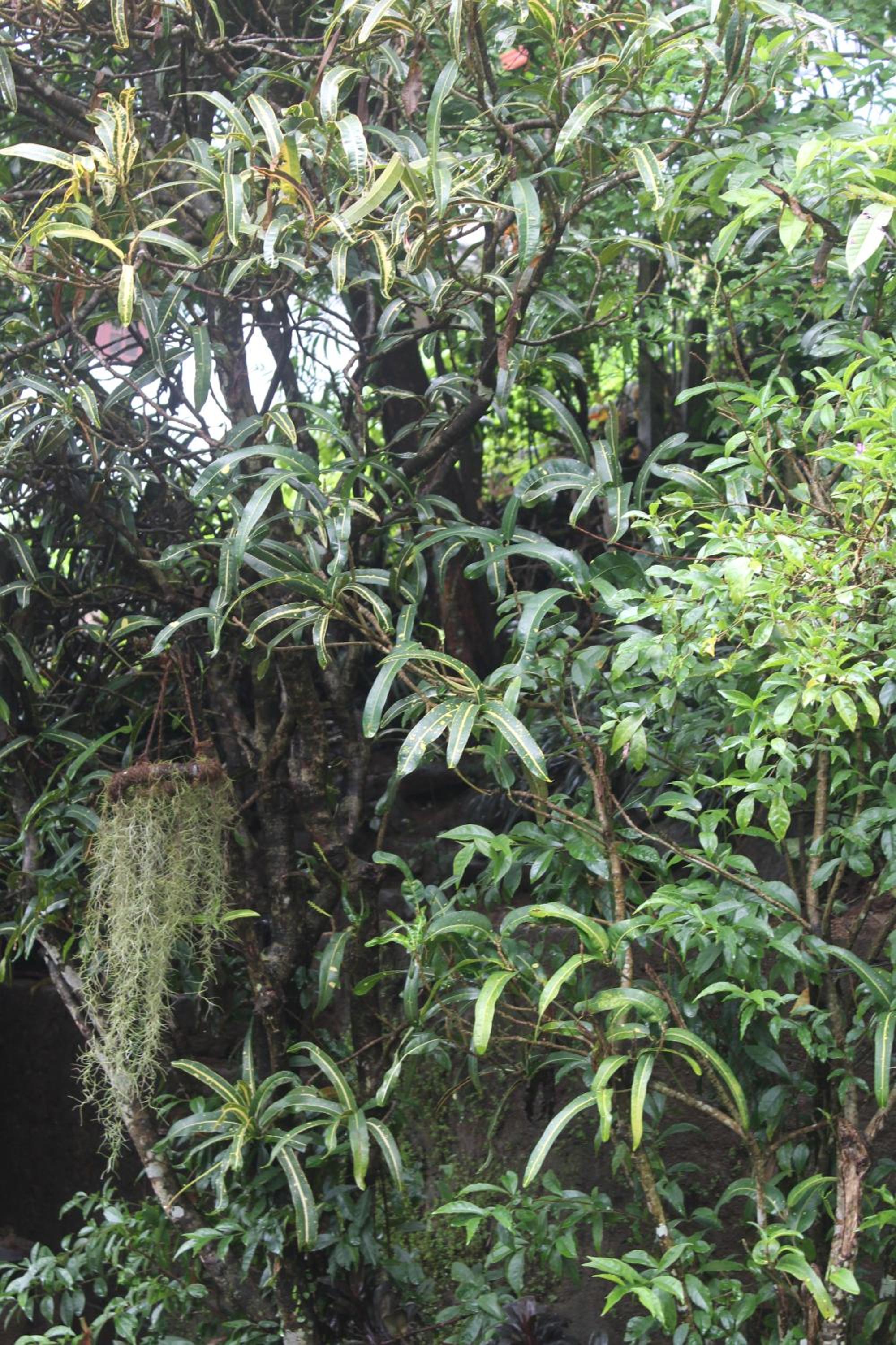 Photo 46