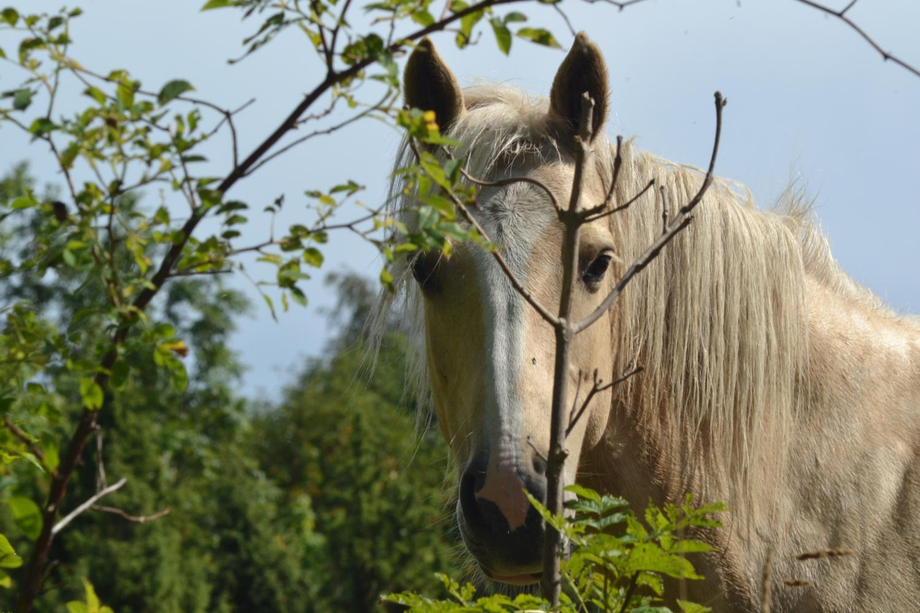 Tihuse Horsefarm B&B