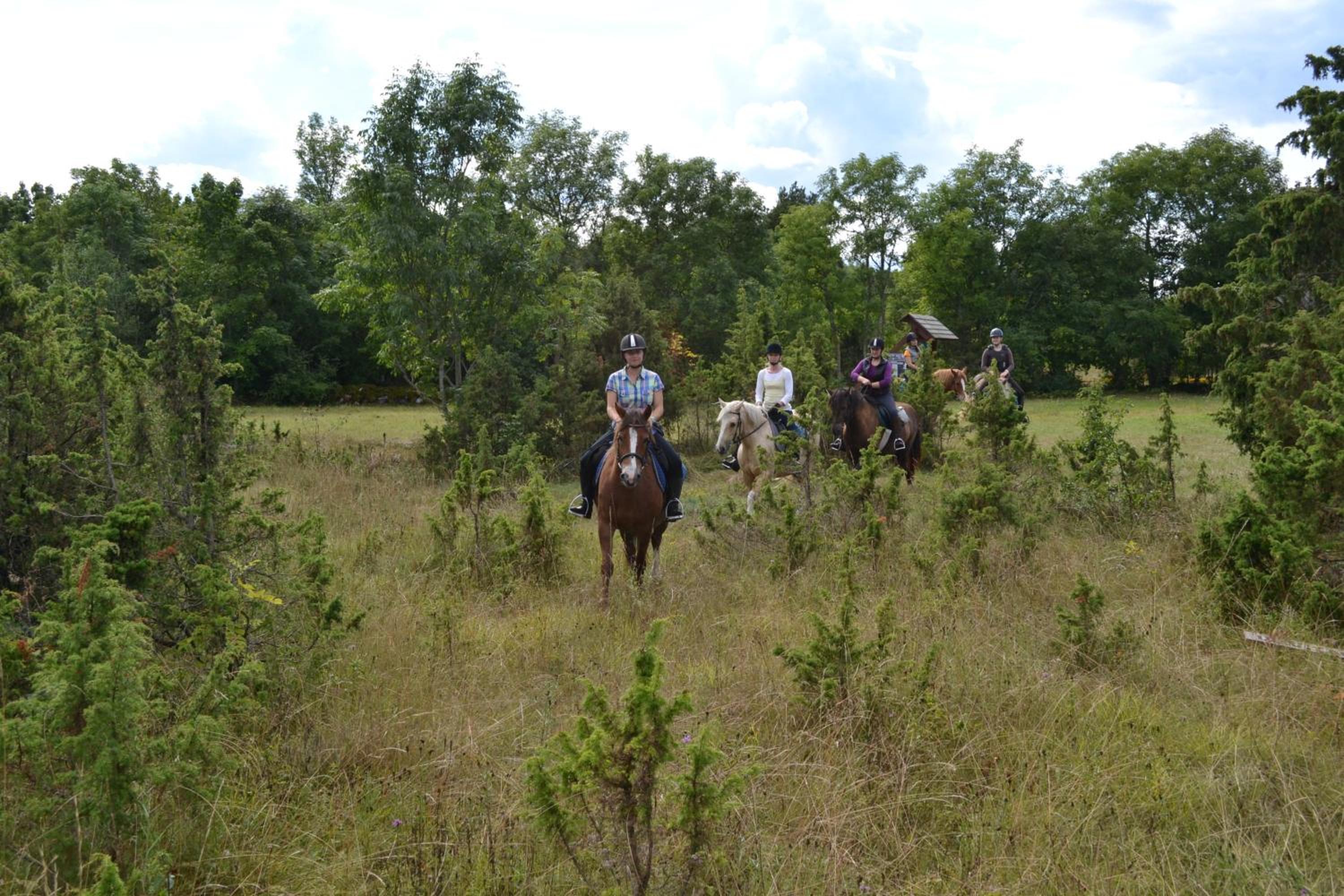 Tihuse Horsefarm B&B