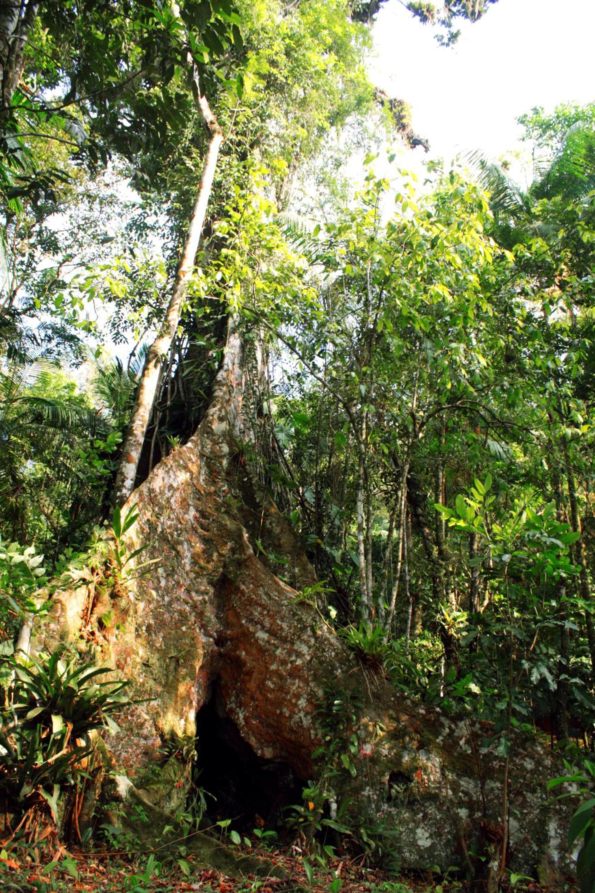 Casa Bacarirá - Floresta com Yoga e Café da Manhã Vegano