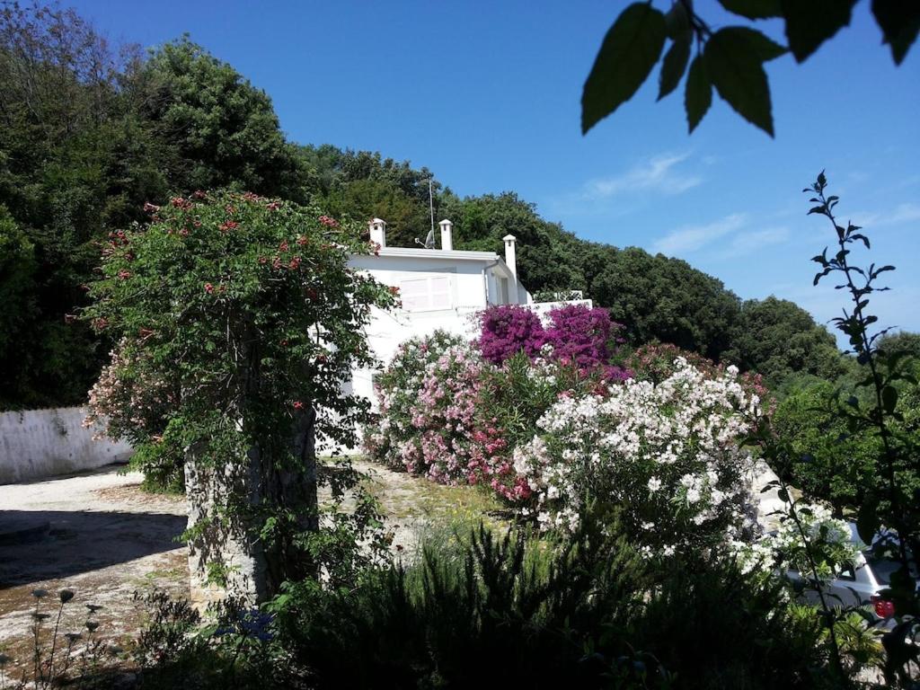 Villa Giulia - Apartment in Villa with sea view view 3