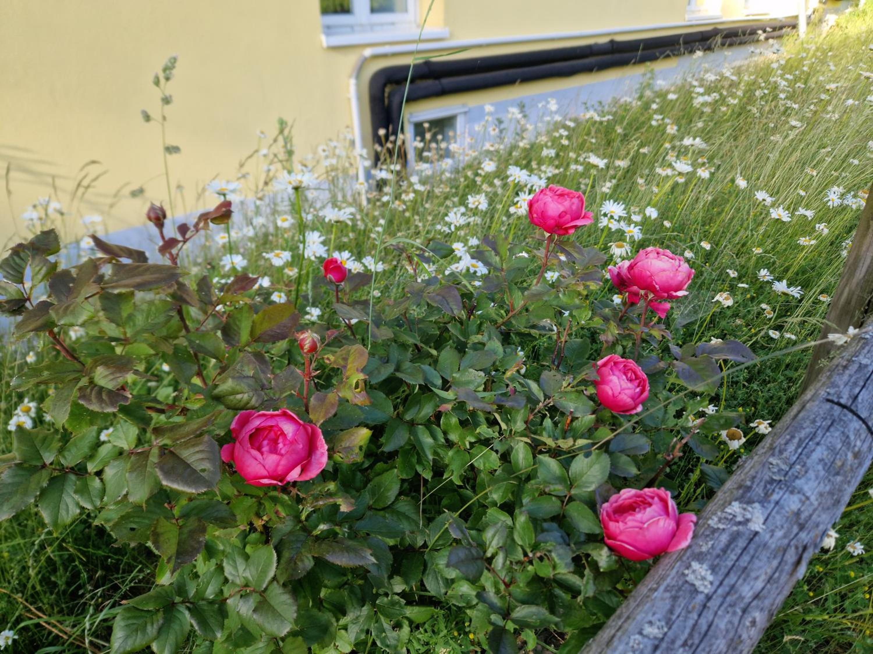 Päitara Hof