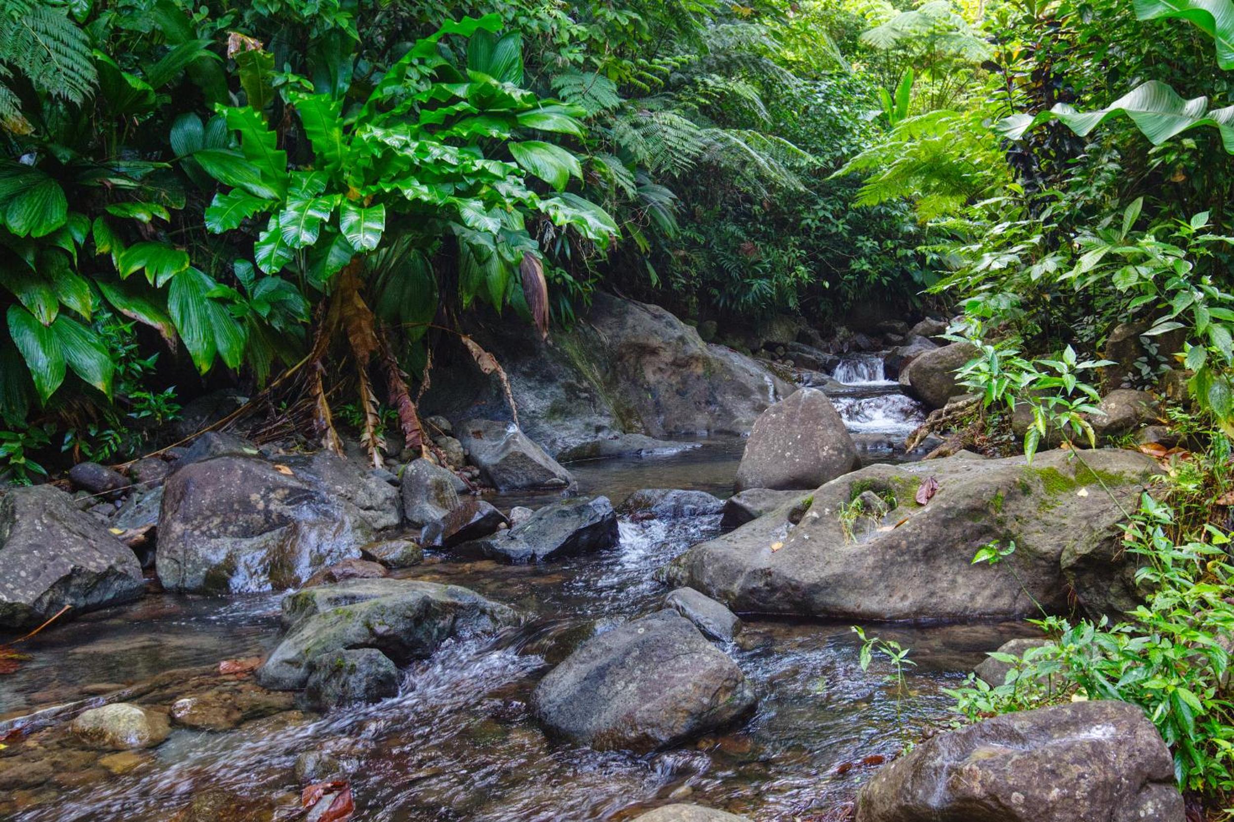 Roots Jungle Retreat