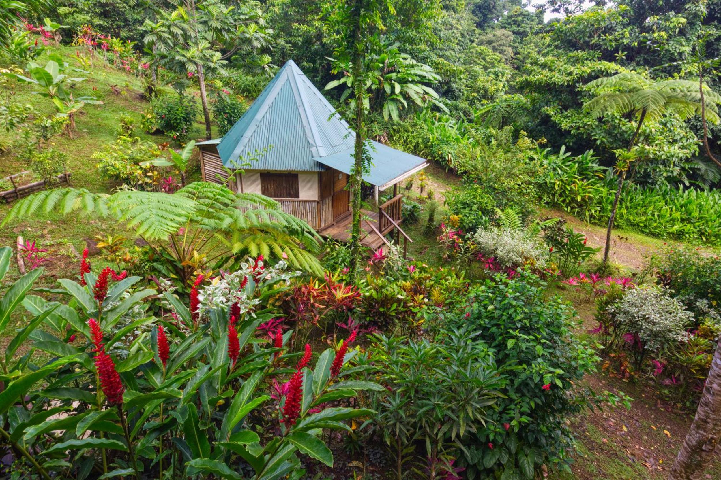 Roots Jungle Retreat
