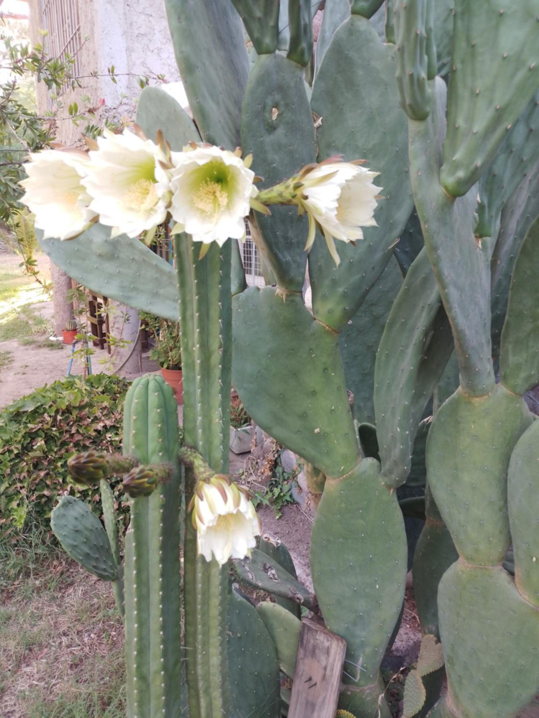Hospedaje Finca La Siciliana