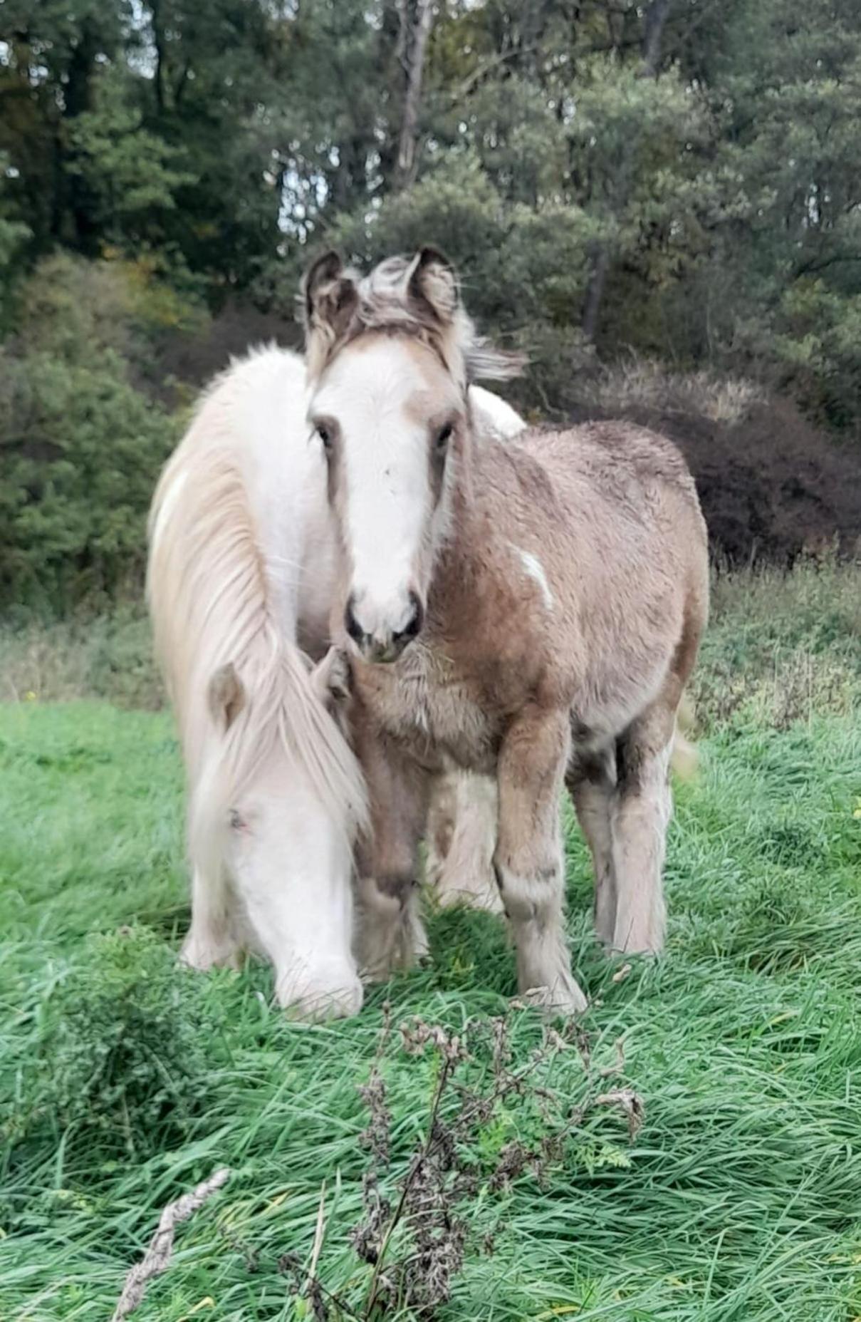 Ferienwohnung auf Bauernhof in Alleinlage Naturerlebnis