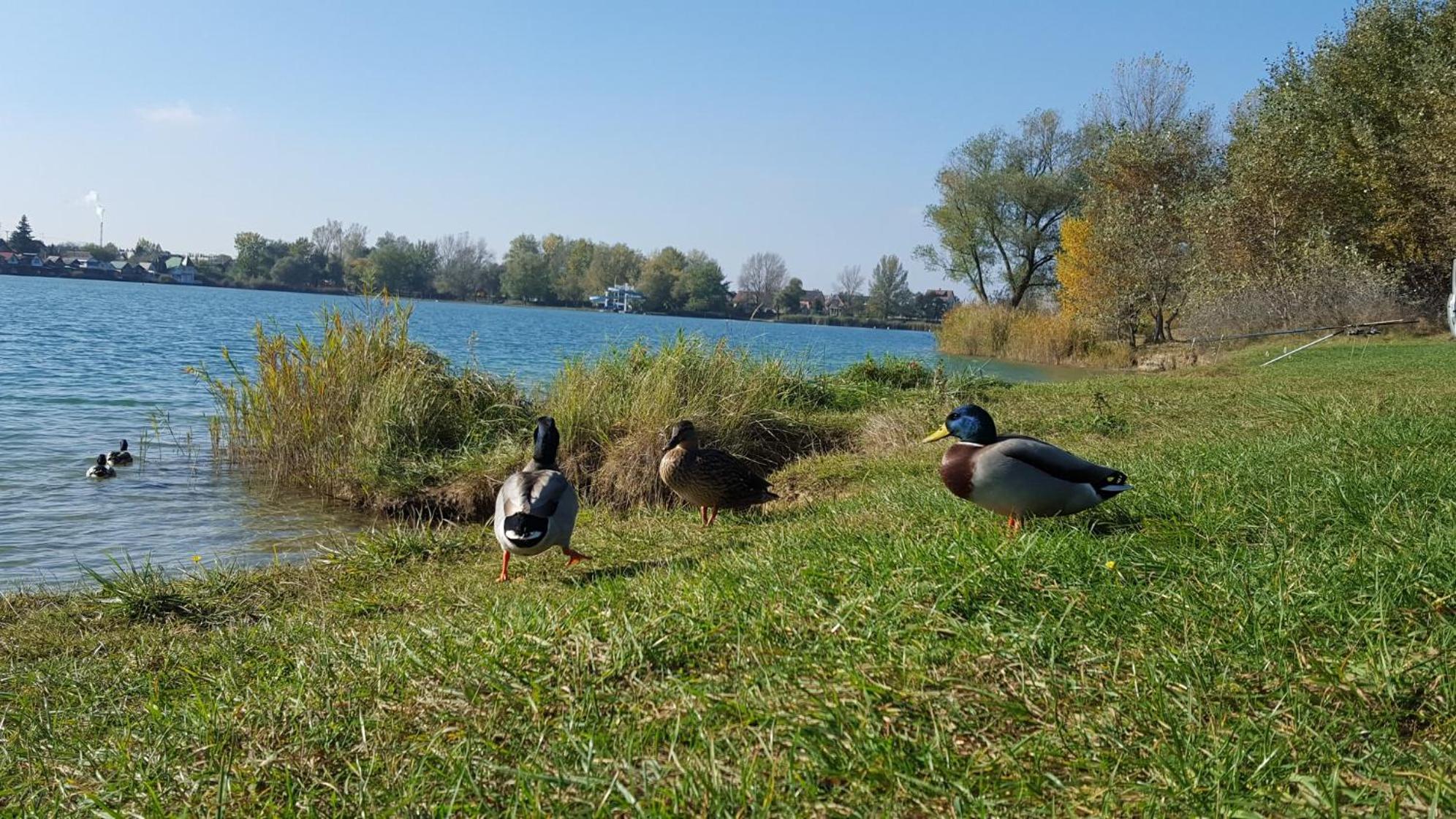 Palatinus Apartman Esztergom