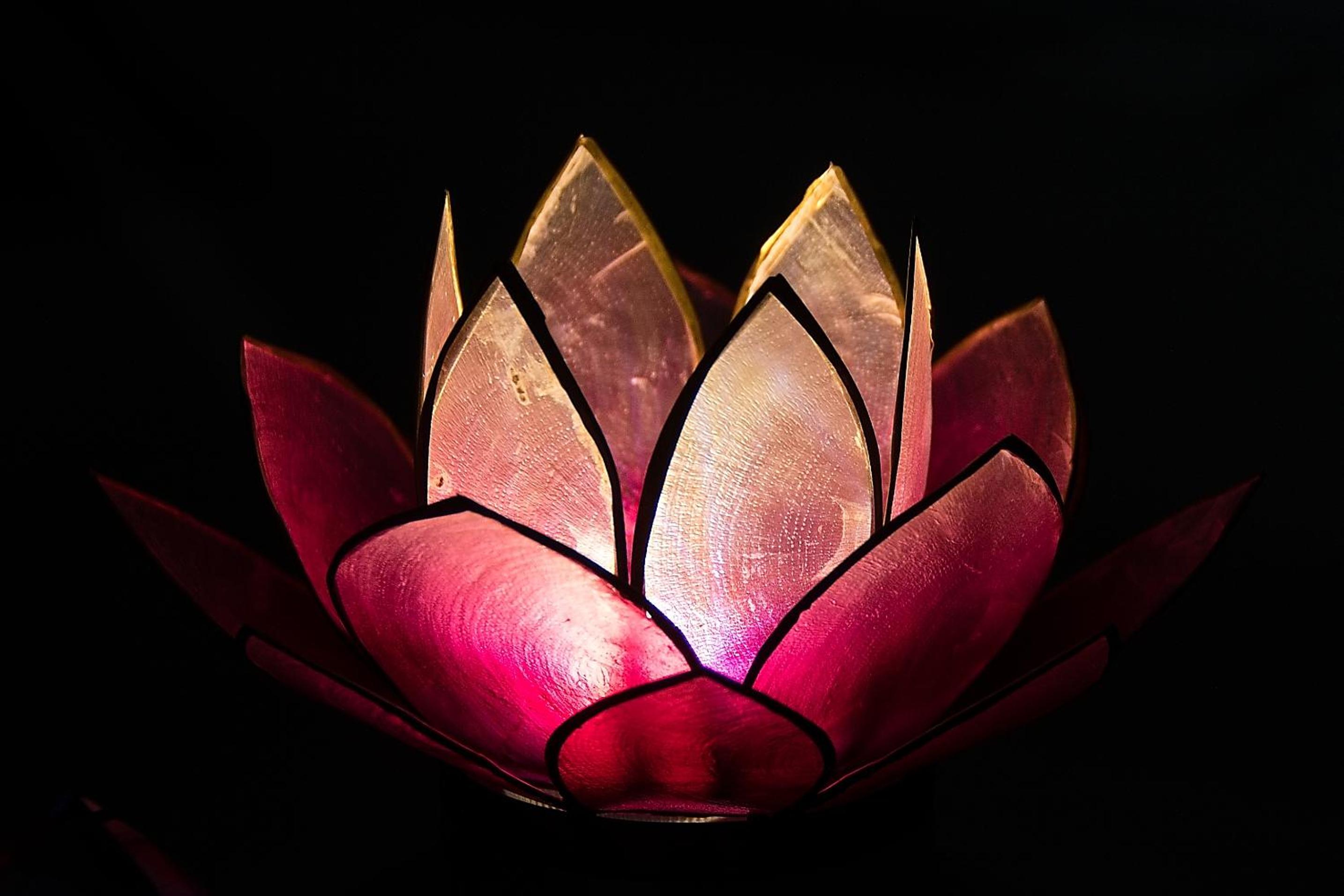 Pink Lotus Apartment