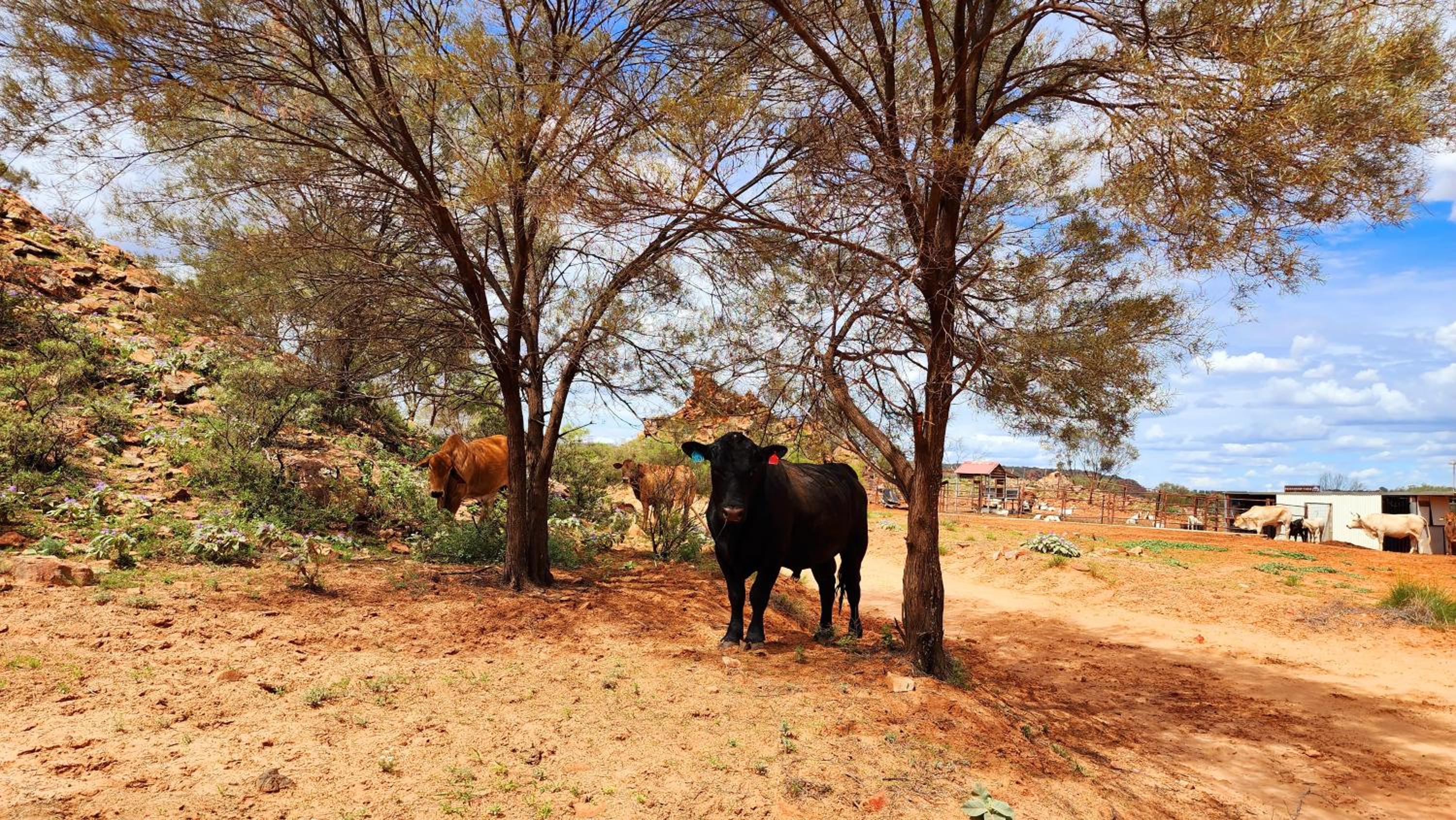 Ooraminna Homestead