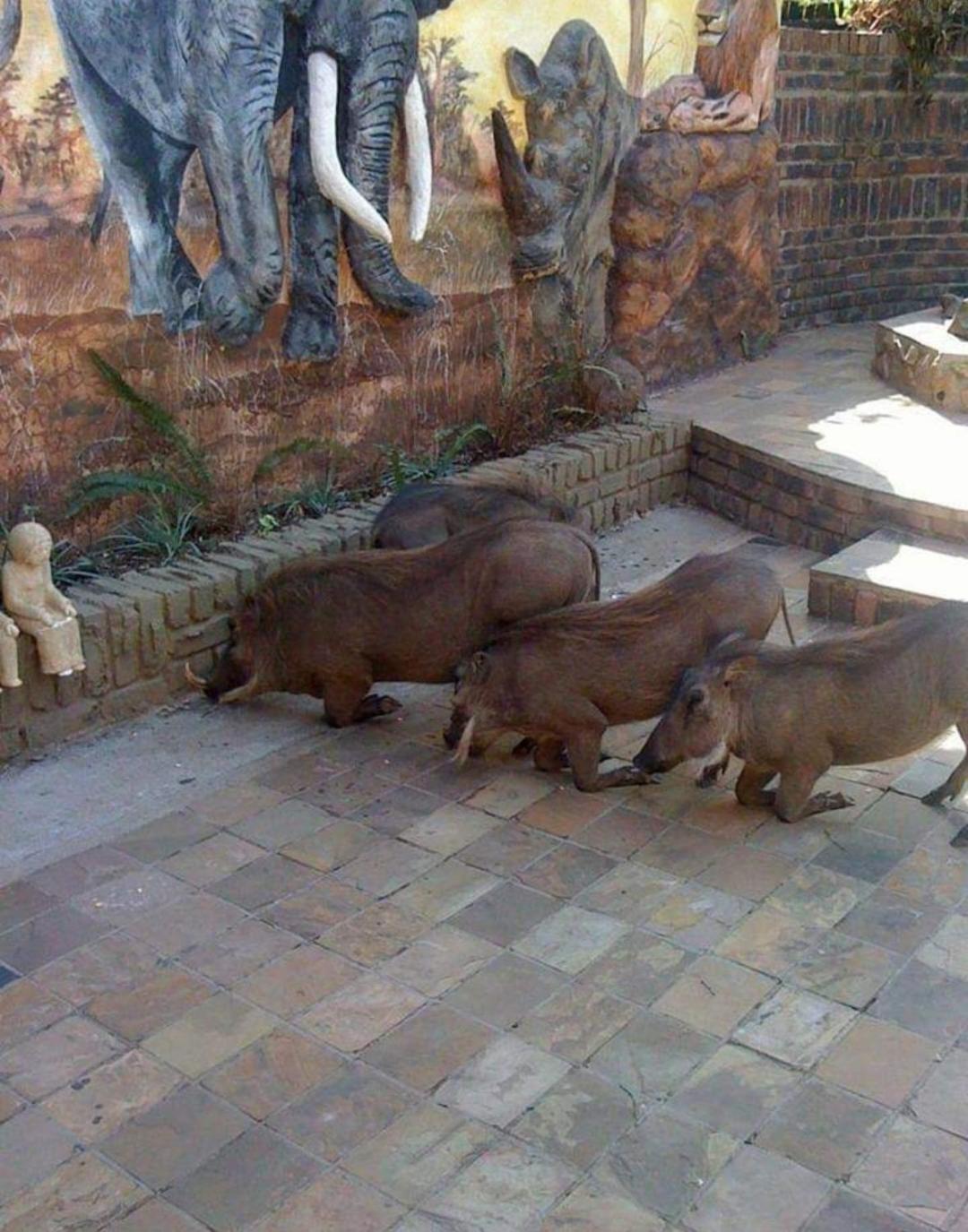Photo 51