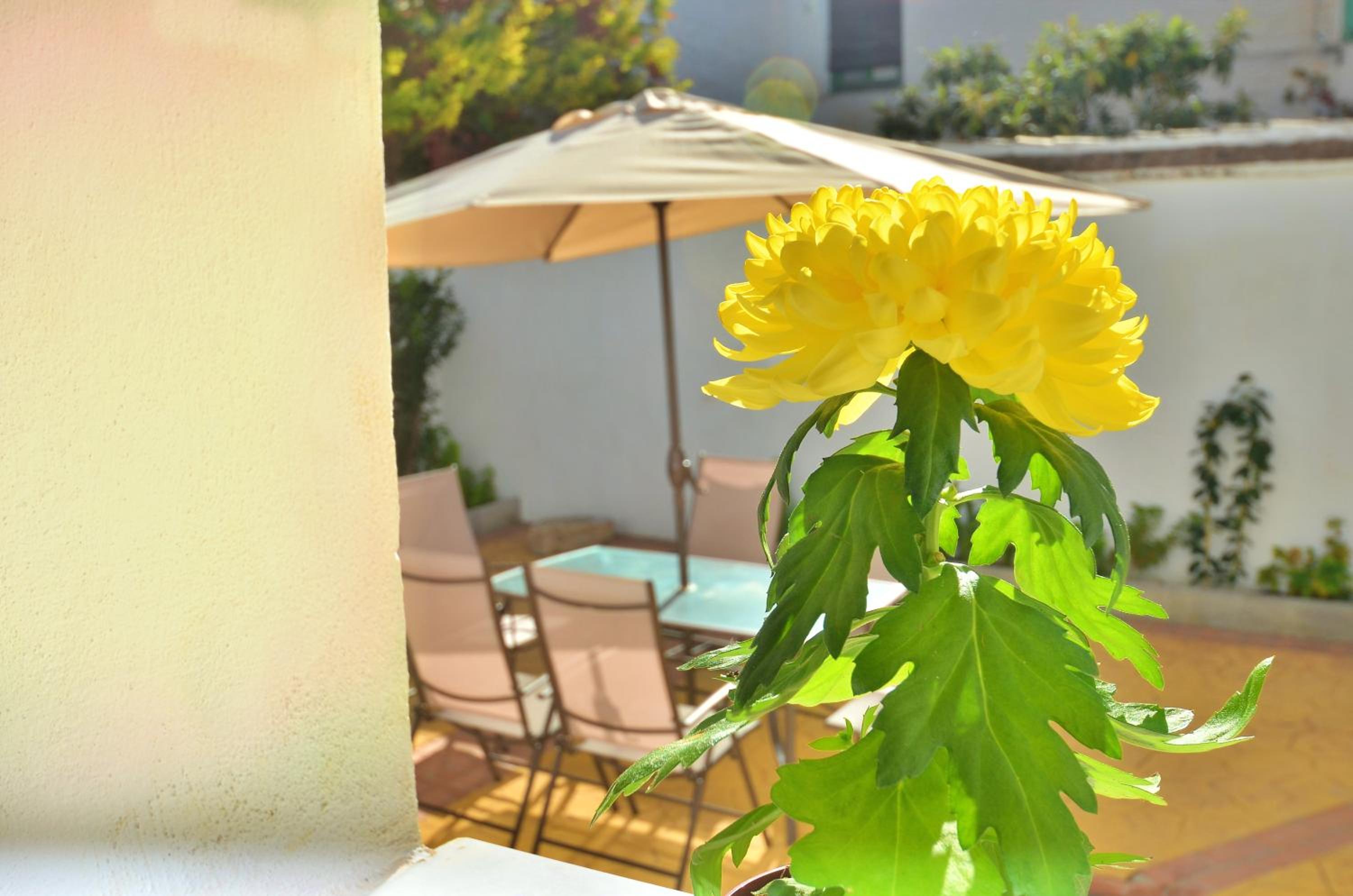 Casa Limon Patio y Parking