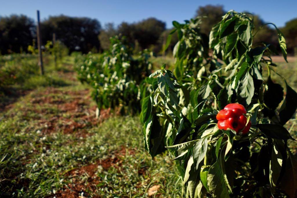 Glamping Masseria Cuturi