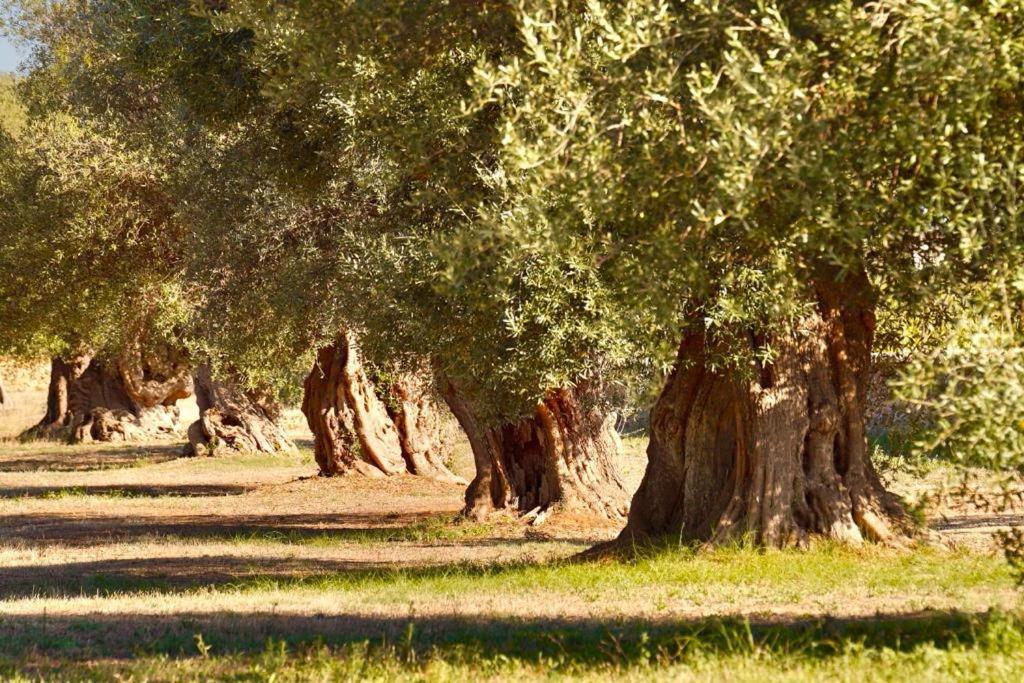 Glamping Masseria Cuturi