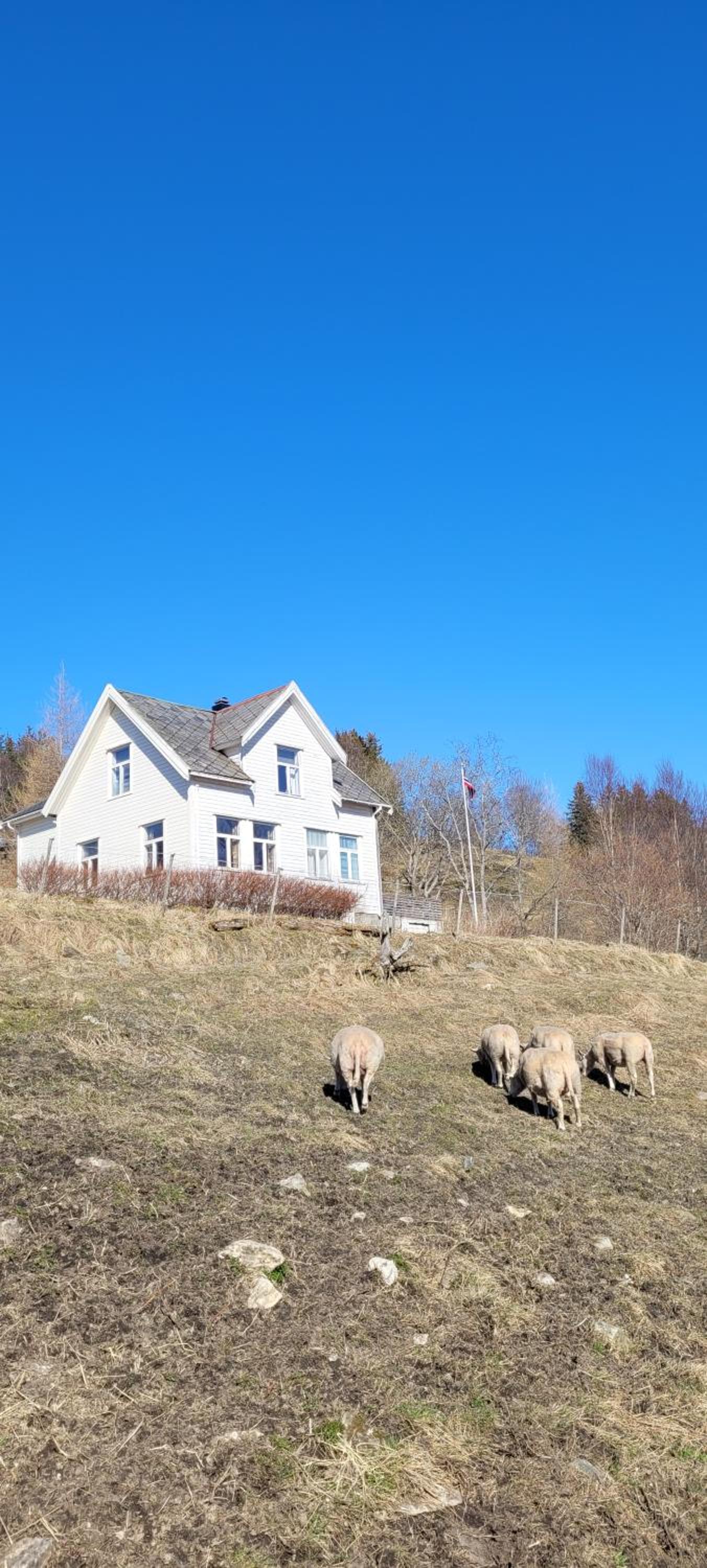 Skogan