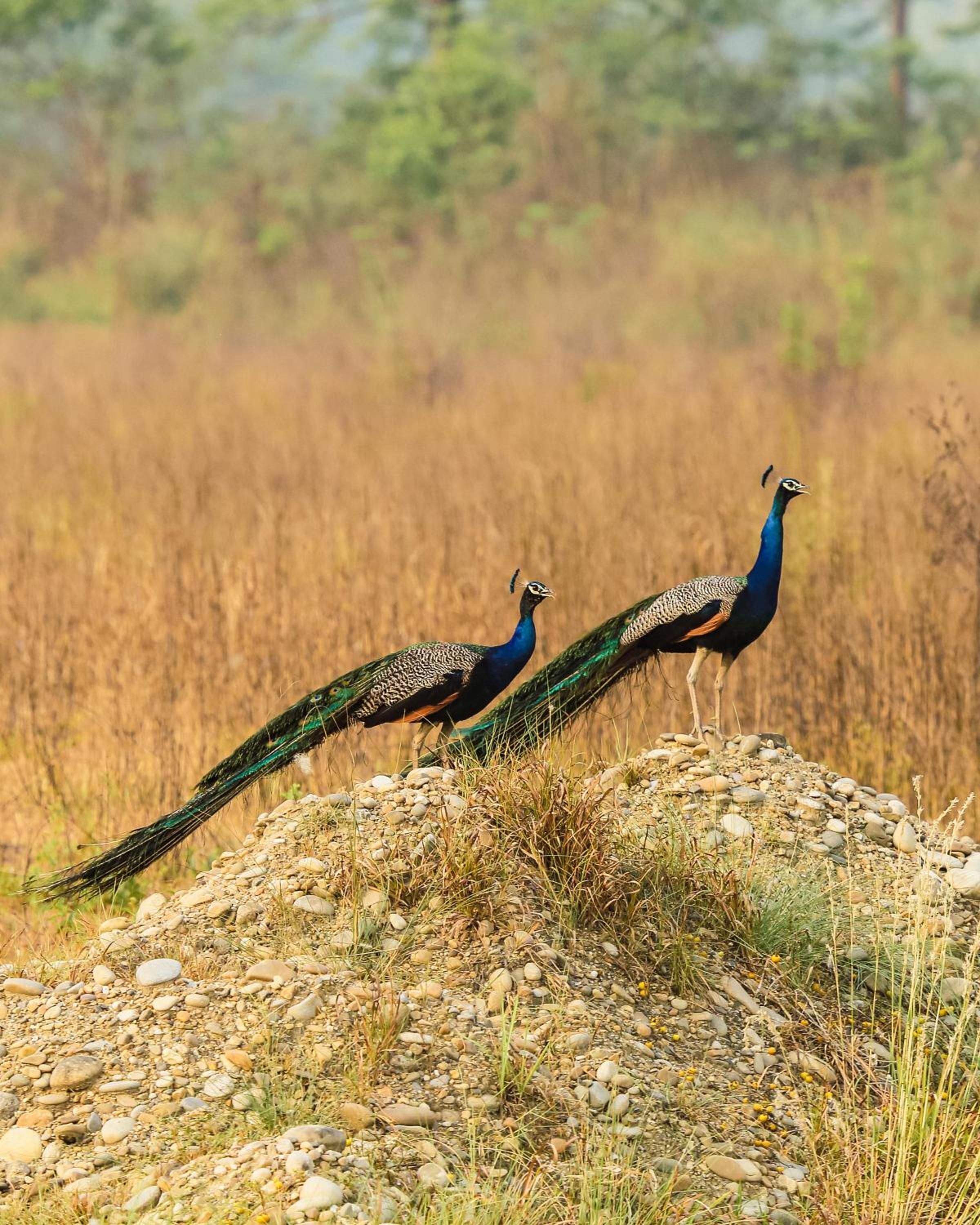 Kasara Chitwan