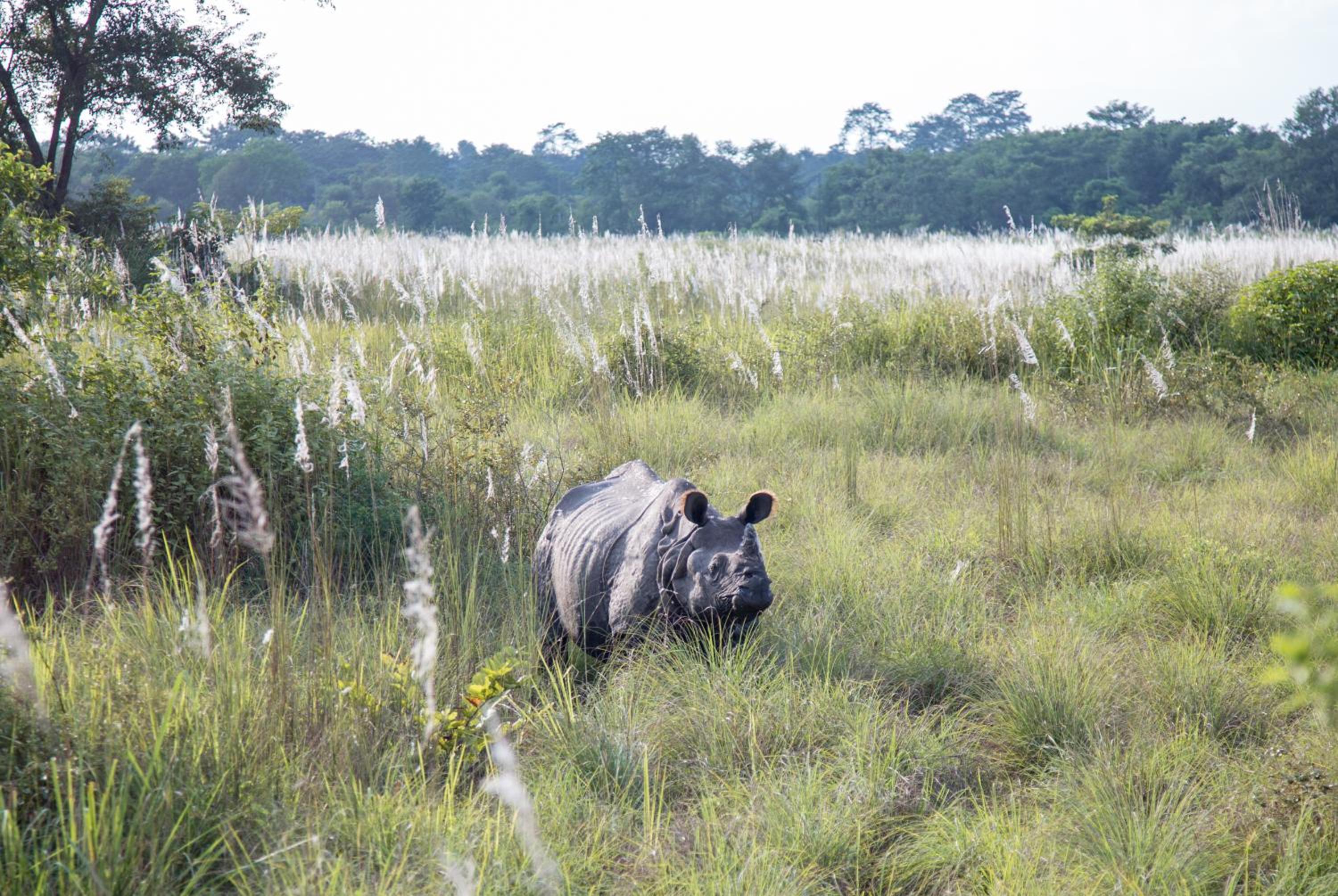 Kasara Chitwan