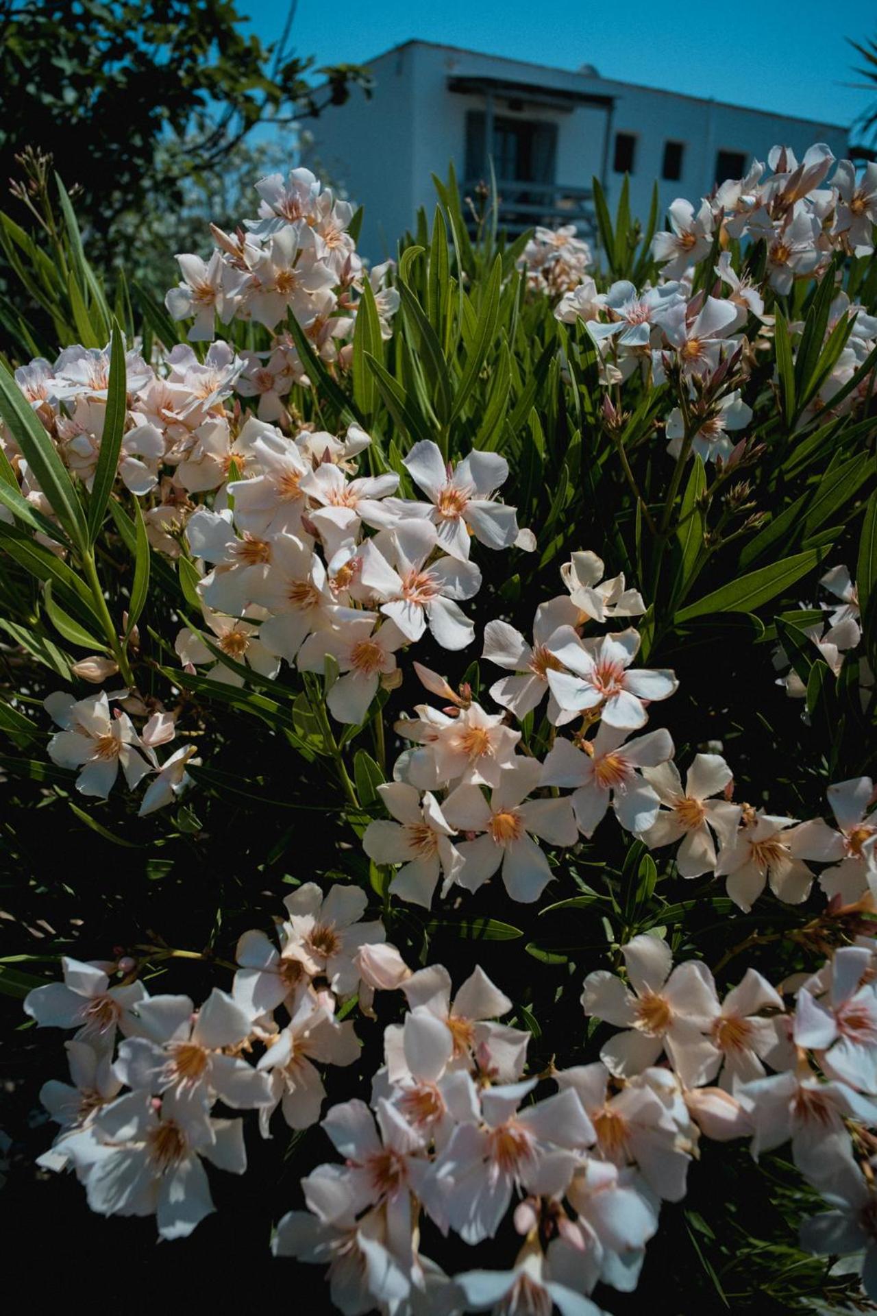 Hotel Soros Beach Antiparos - Image 1