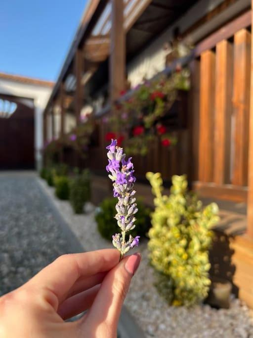 Casa Matteo - Rustic & cosy getaway in Zărnești, photo 40