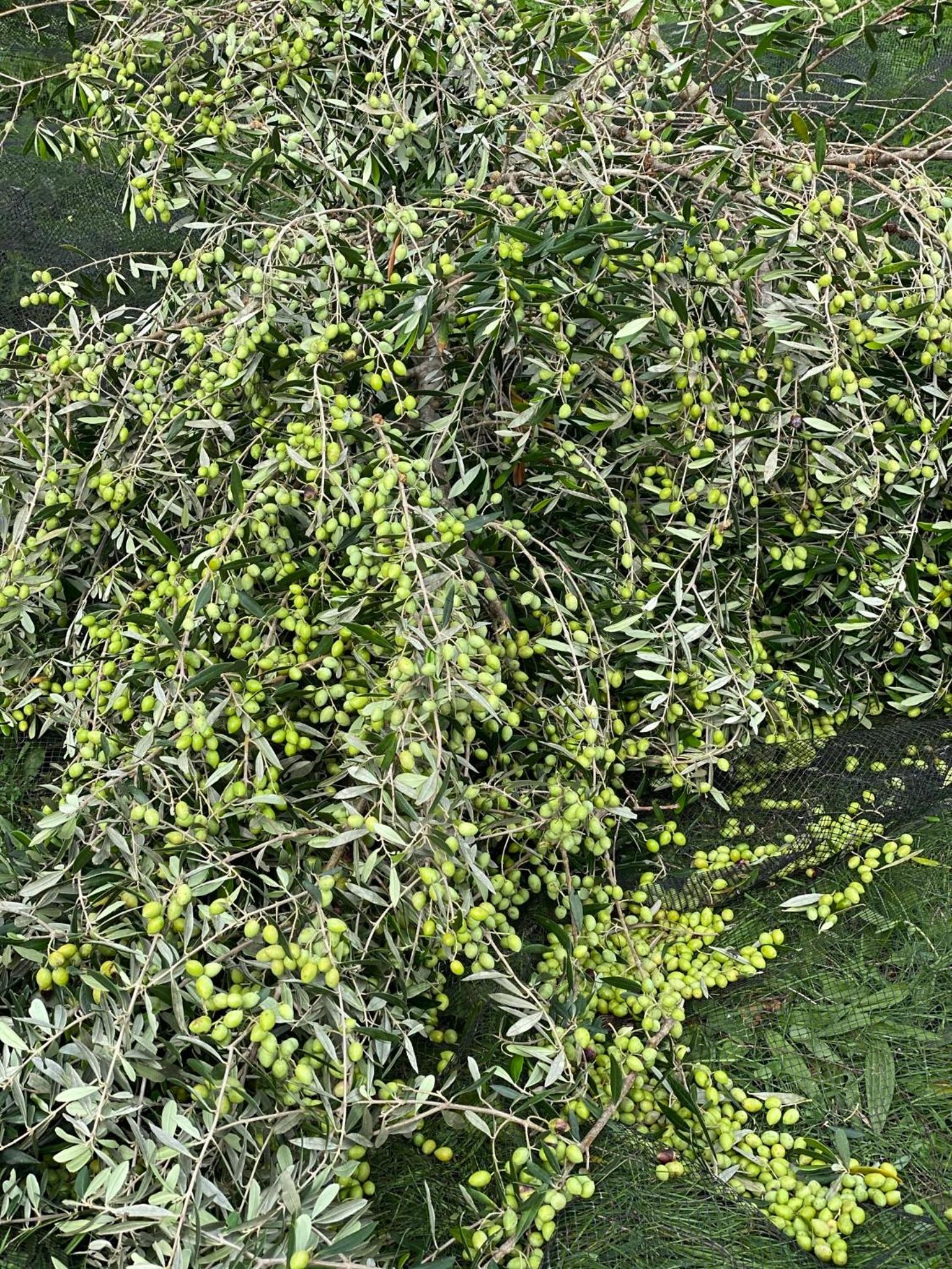 Anna Studios photo 4