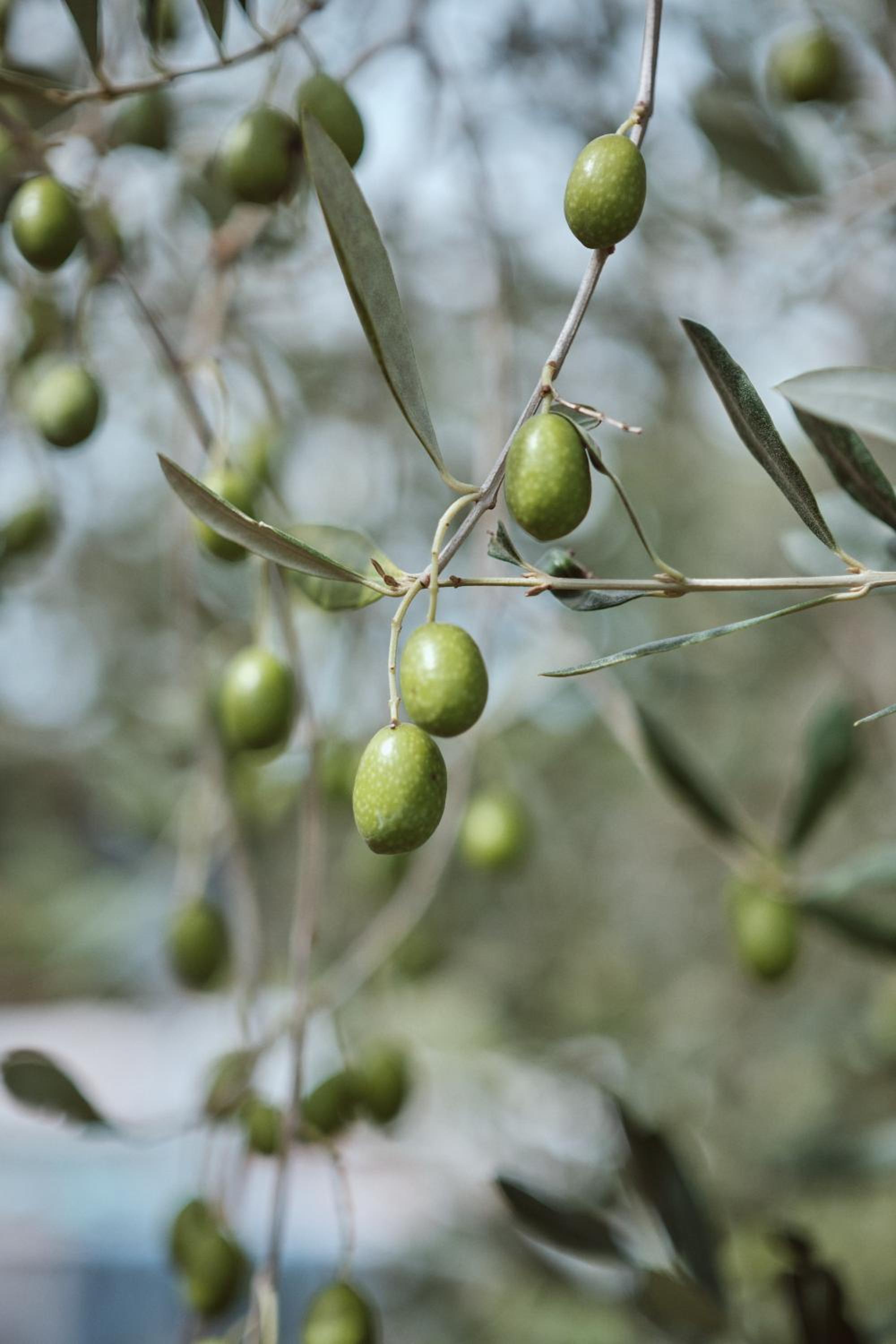 Agriturismo Pavone