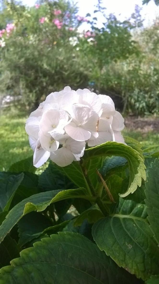 Domaine Lafayette - Property Image 29