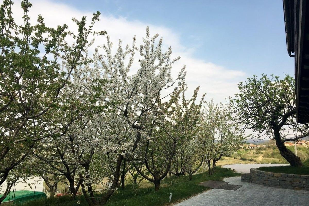 Cherry Orchard House