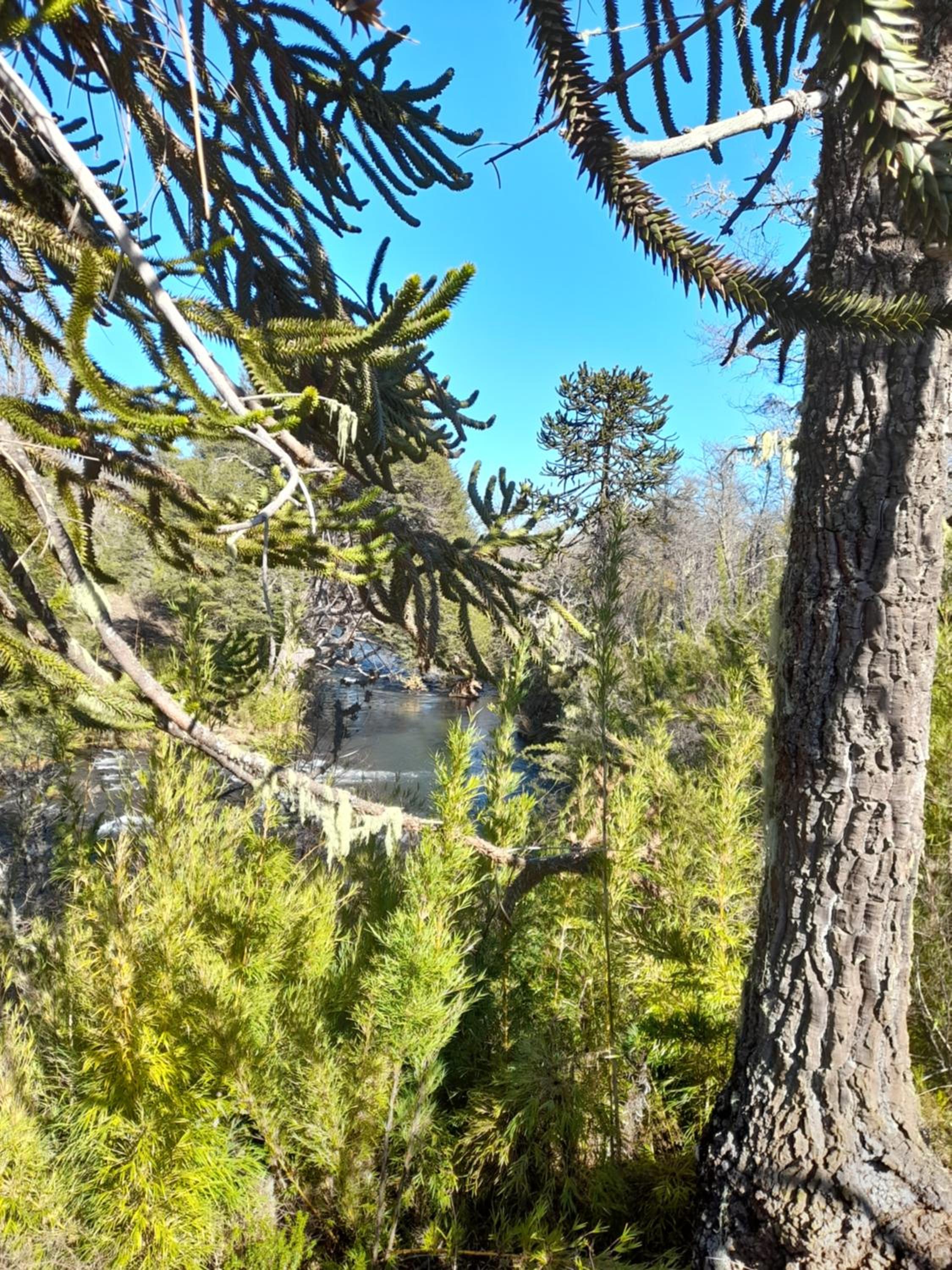 Los Cantos del Agua