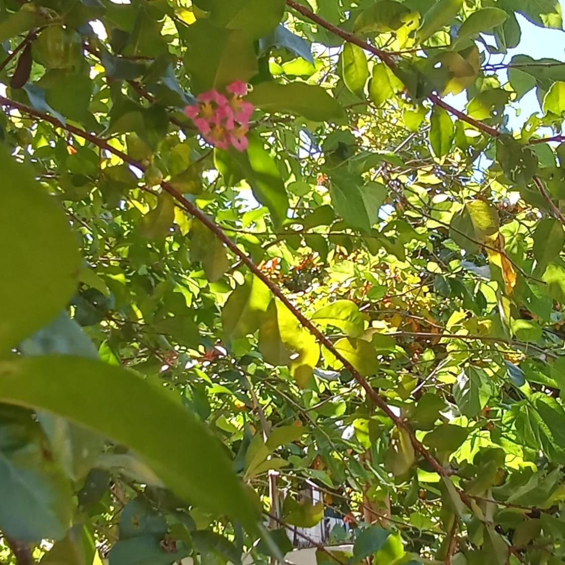 Casa Flor de Dendê, Serra Grande, Bahia
