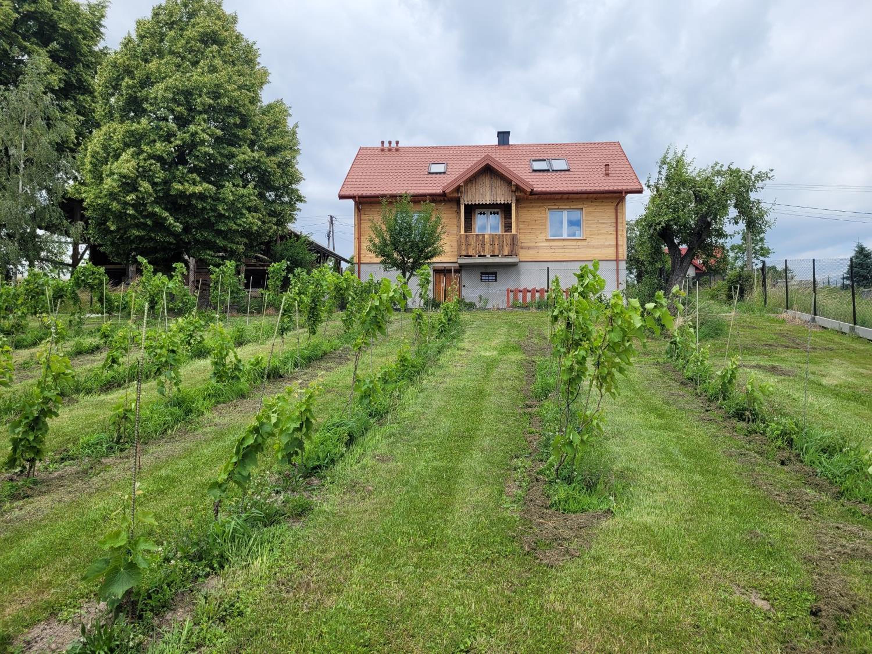 Fantastic View Vineyard Beskid Mountains view 2