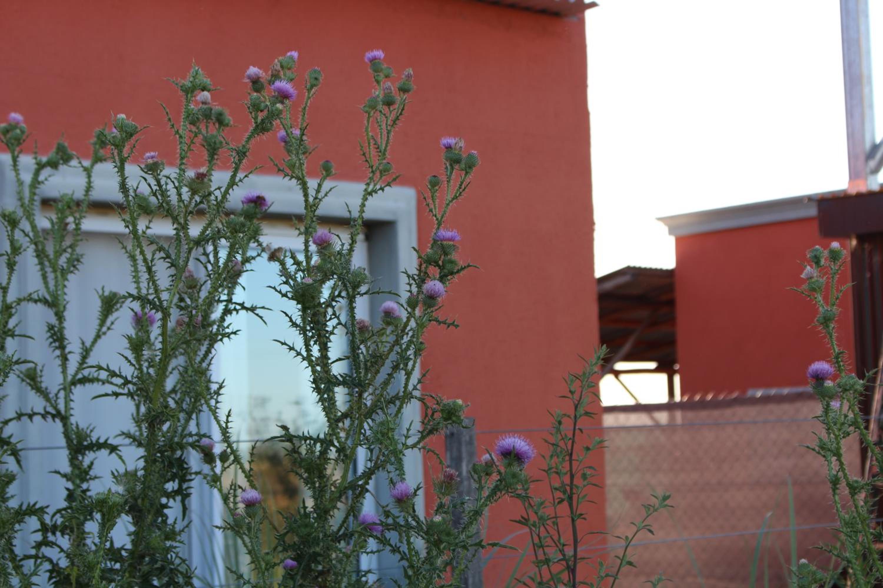 La Narcisa