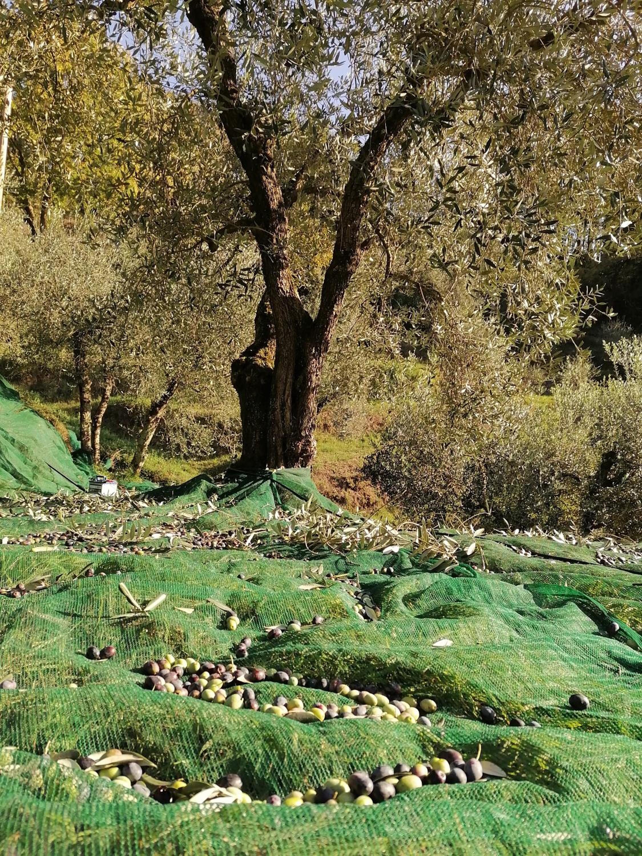 Agriturismo Tananei