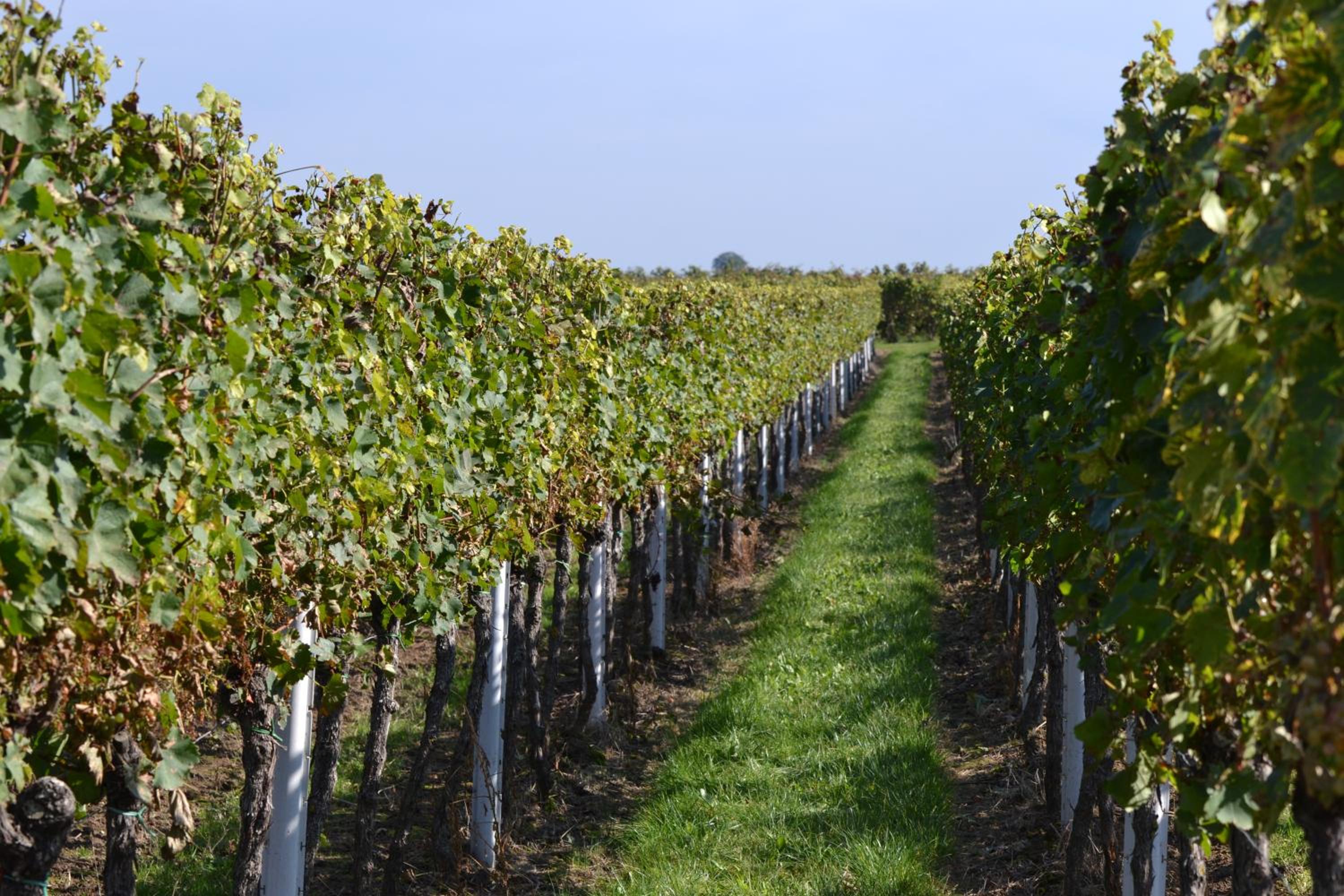Zauber der Pfalz