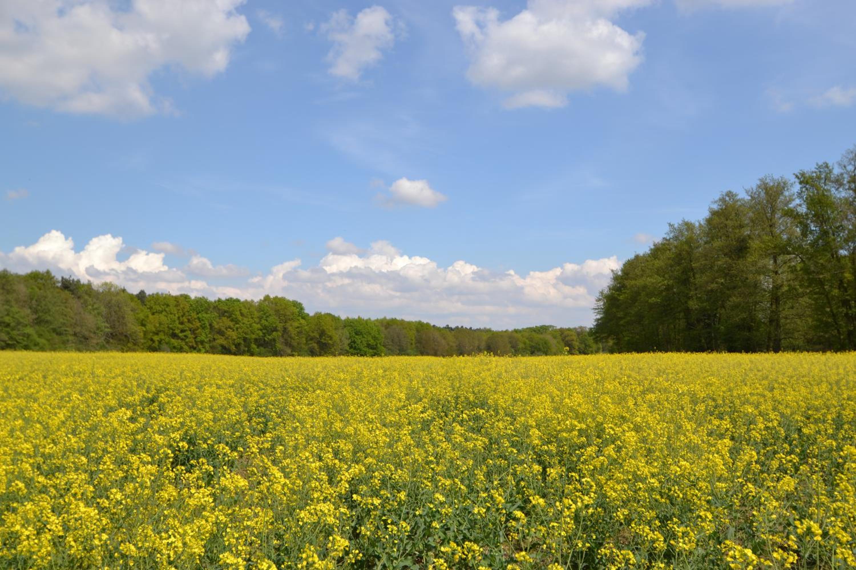 Zauber der Pfalz