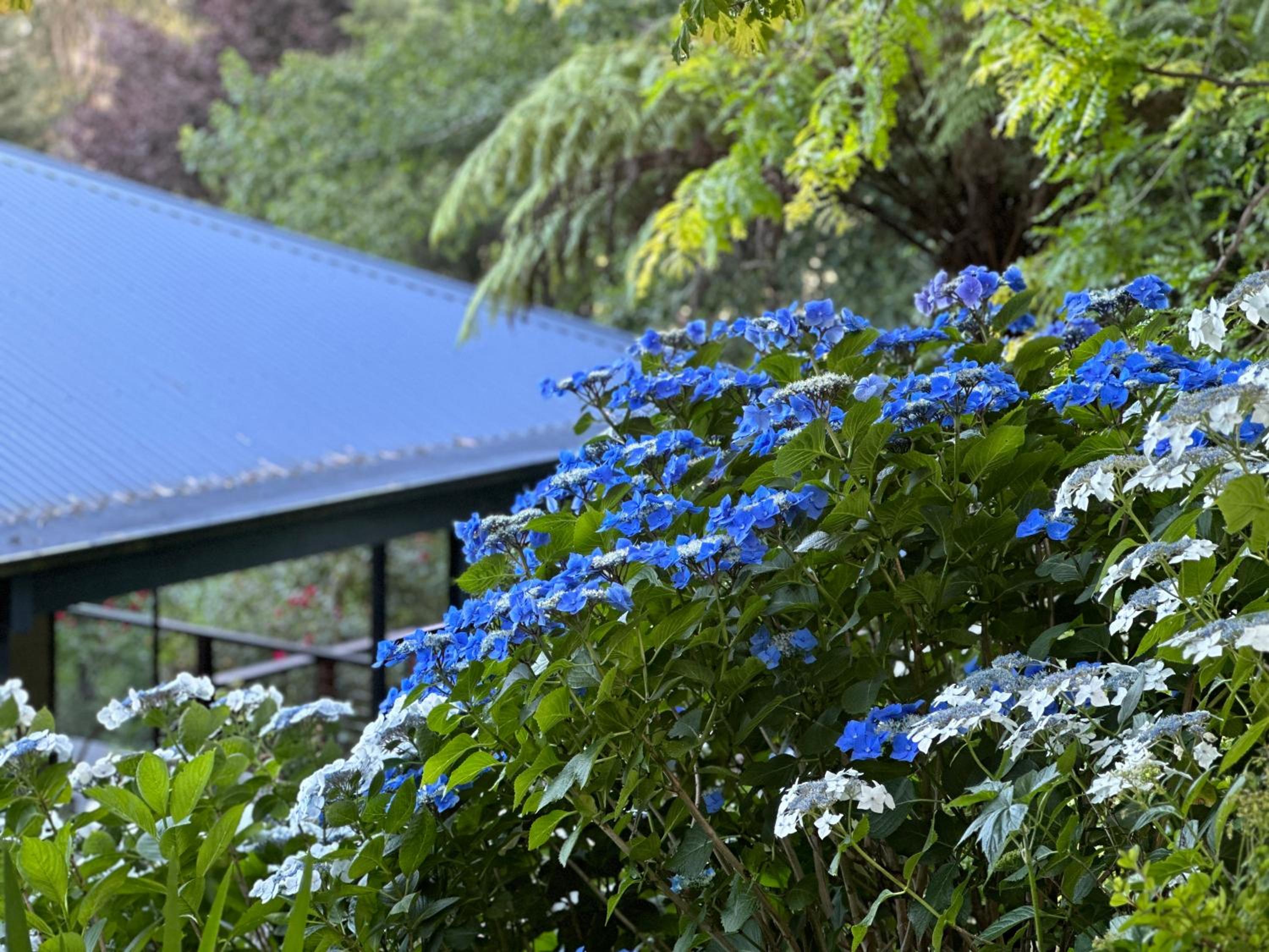 Olinda Cascade Waterfall Mountain View Retreat