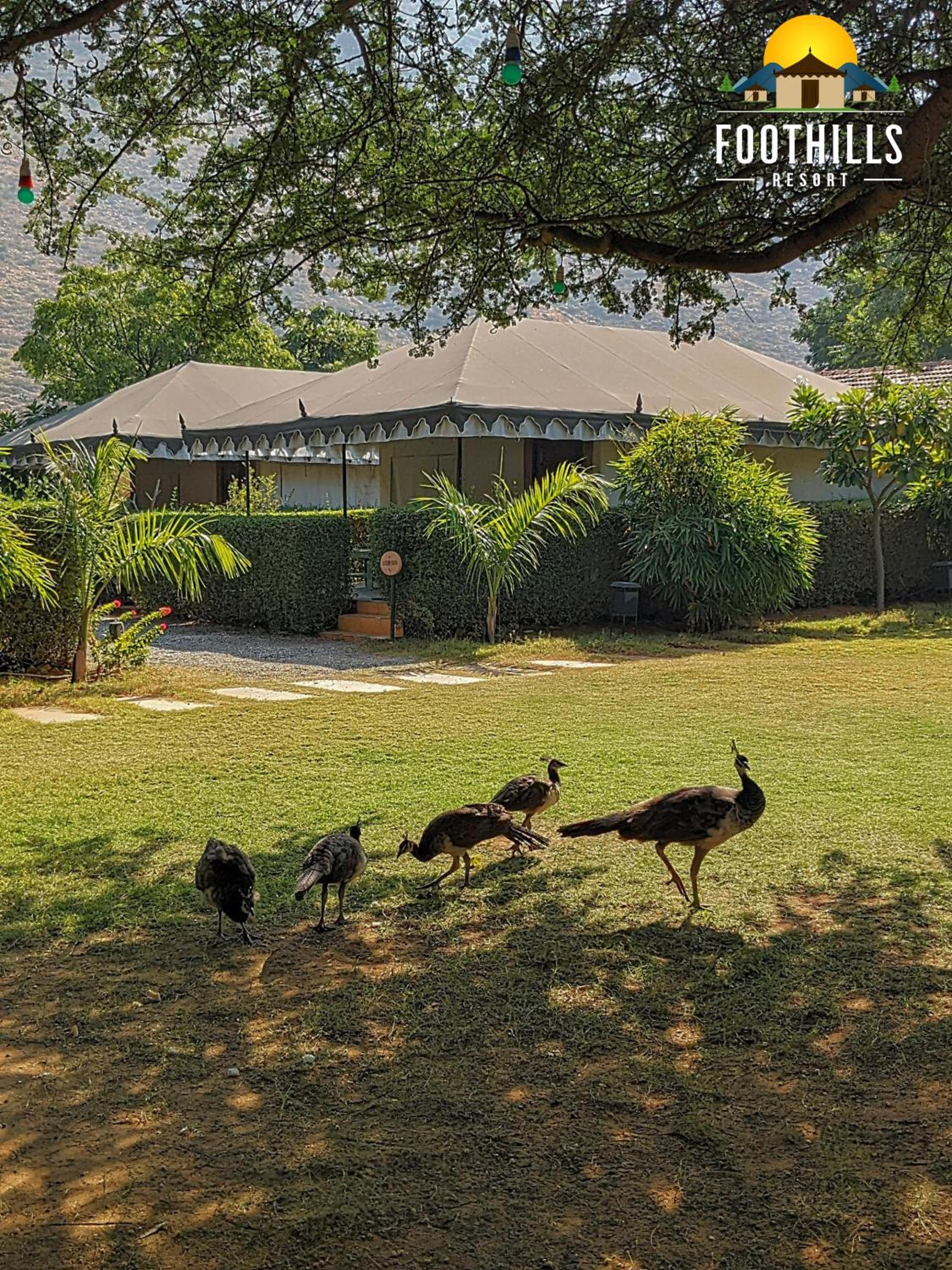Foothill Pushkar Resort