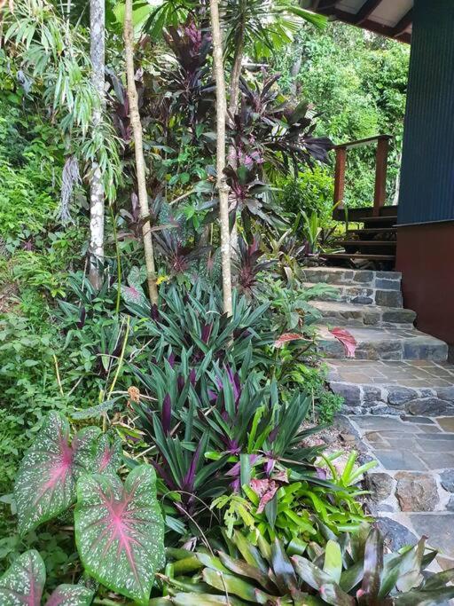 Treeverb Beach House - Daintree