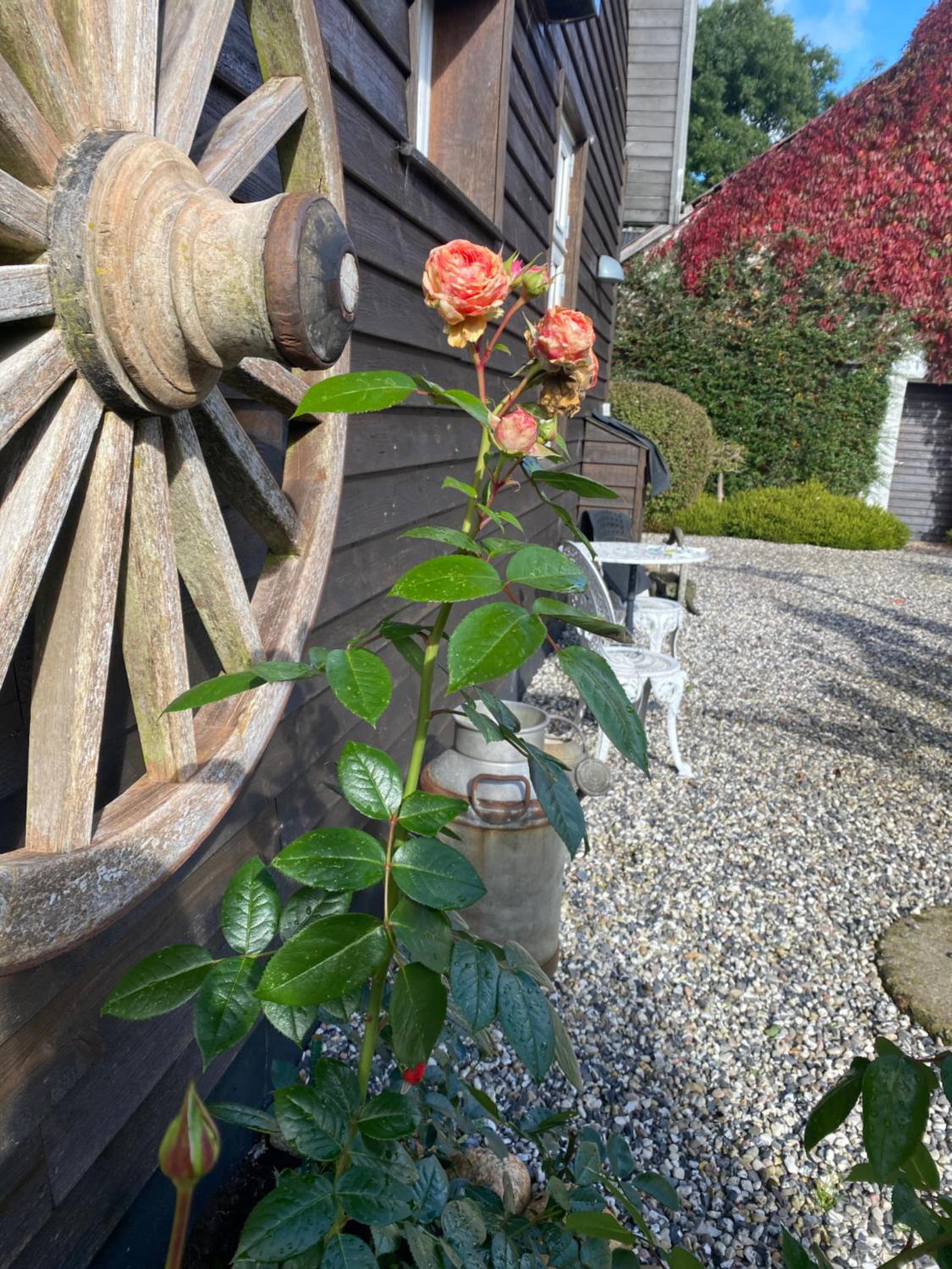 Guldforhoved B&B