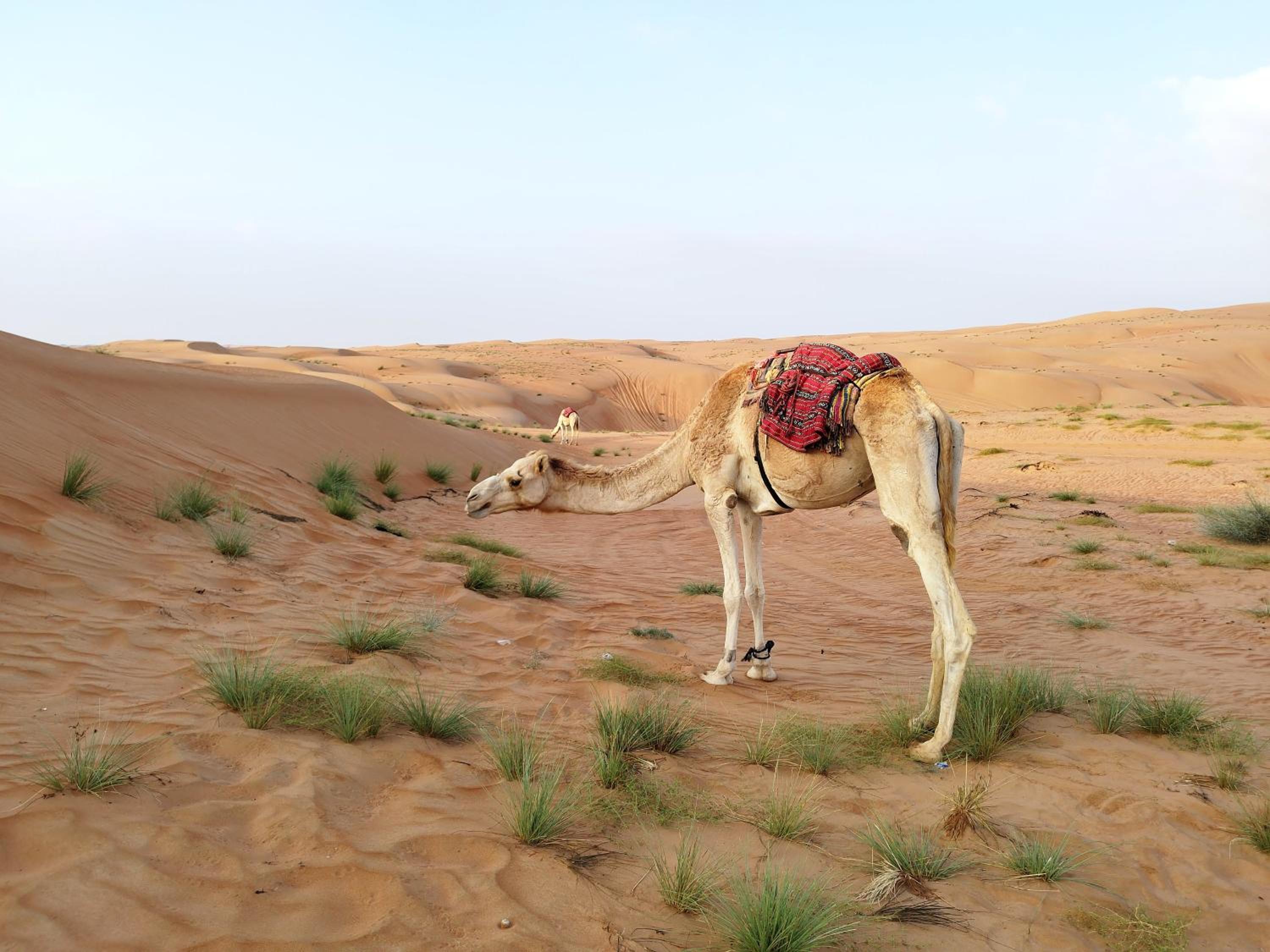 Sands Dream Tourism Camp