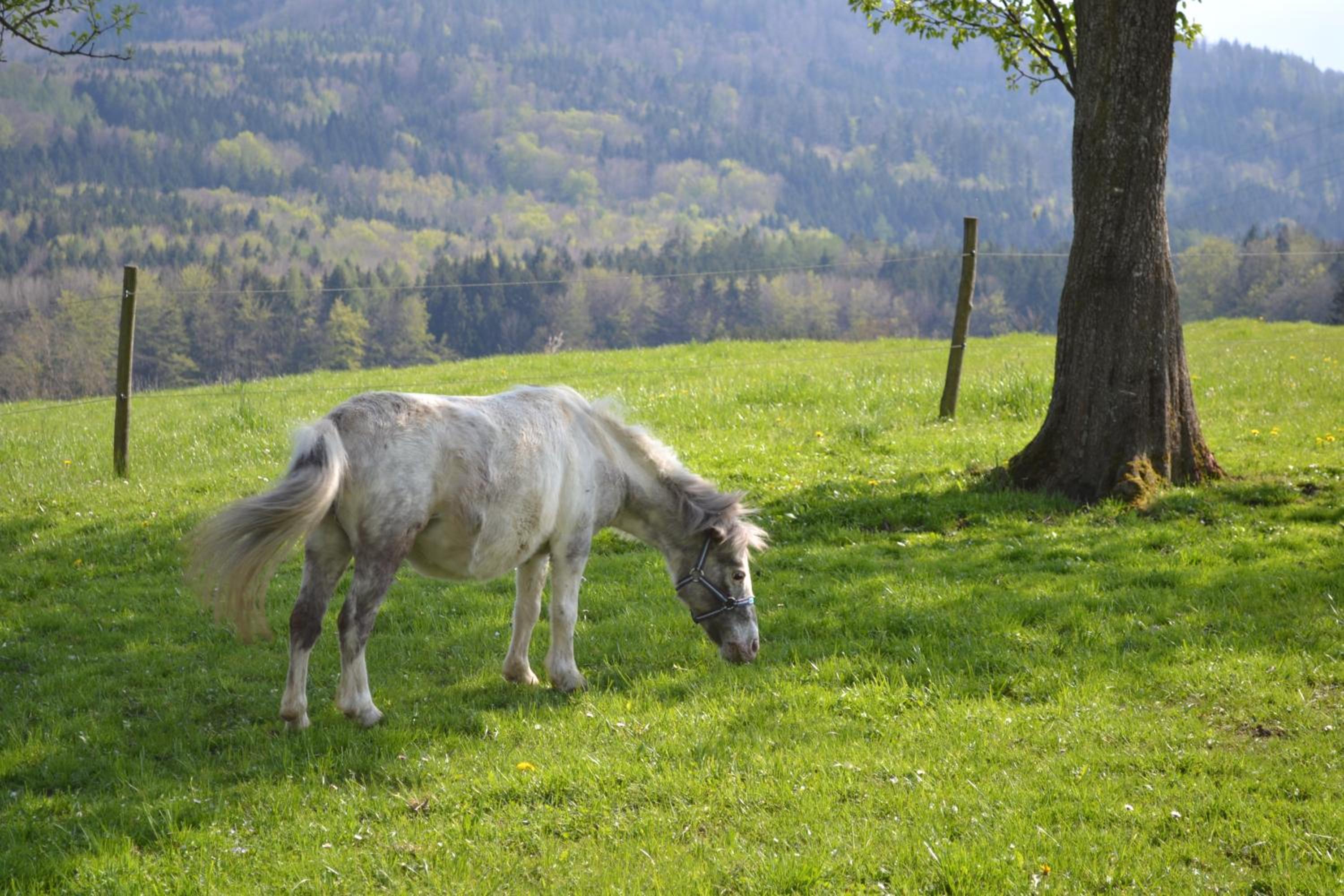 Biohof Auinger, der Tiererlebnishof