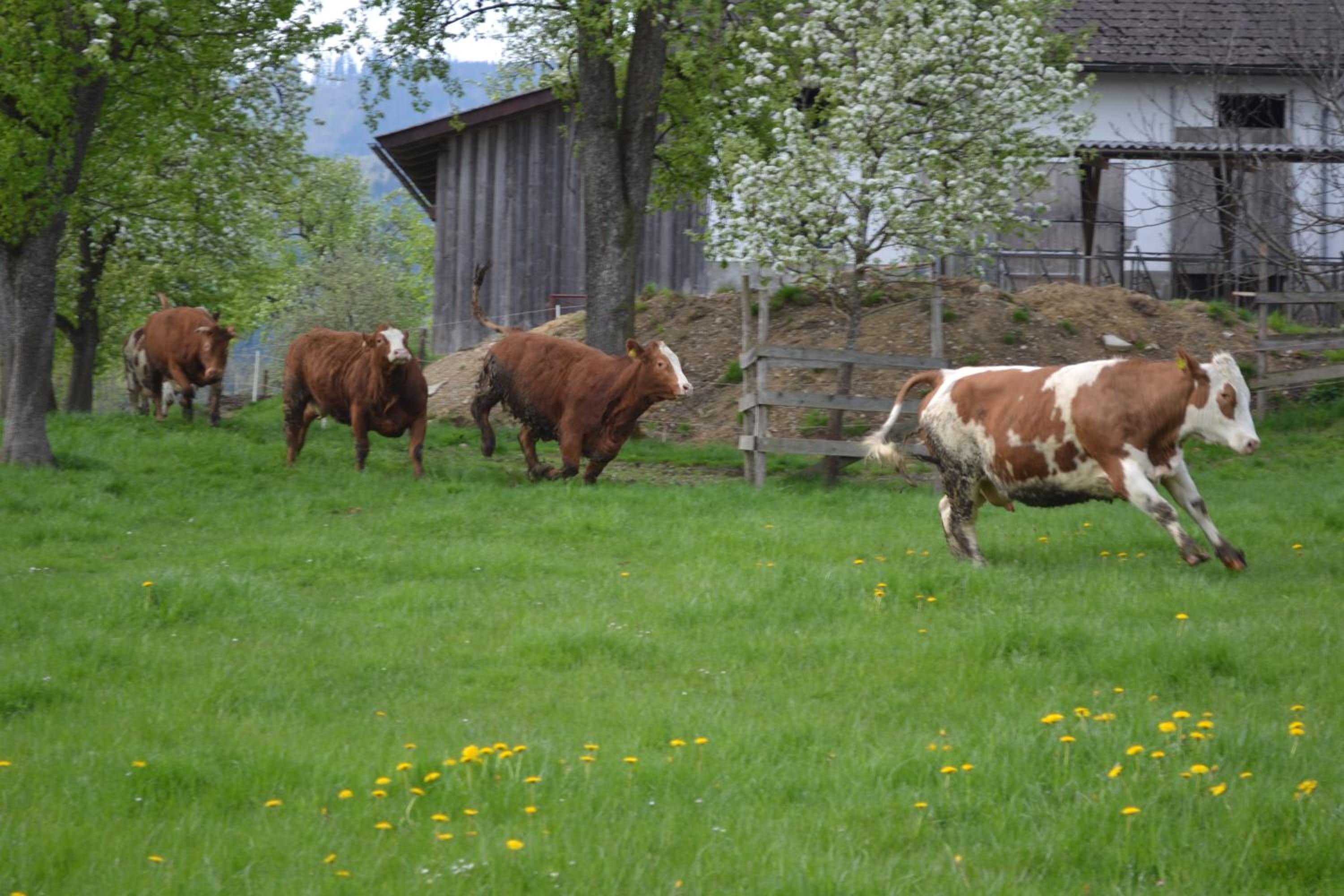 Biohof Auinger, der Tiererlebnishof