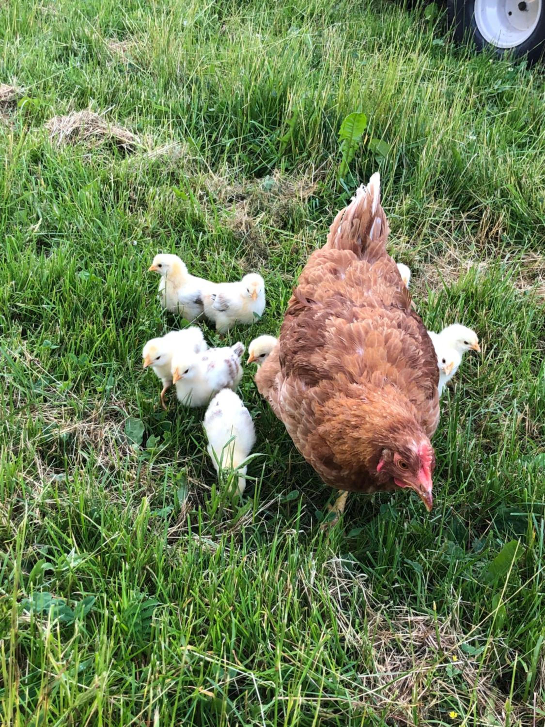 Biohof Auinger, der Tiererlebnishof