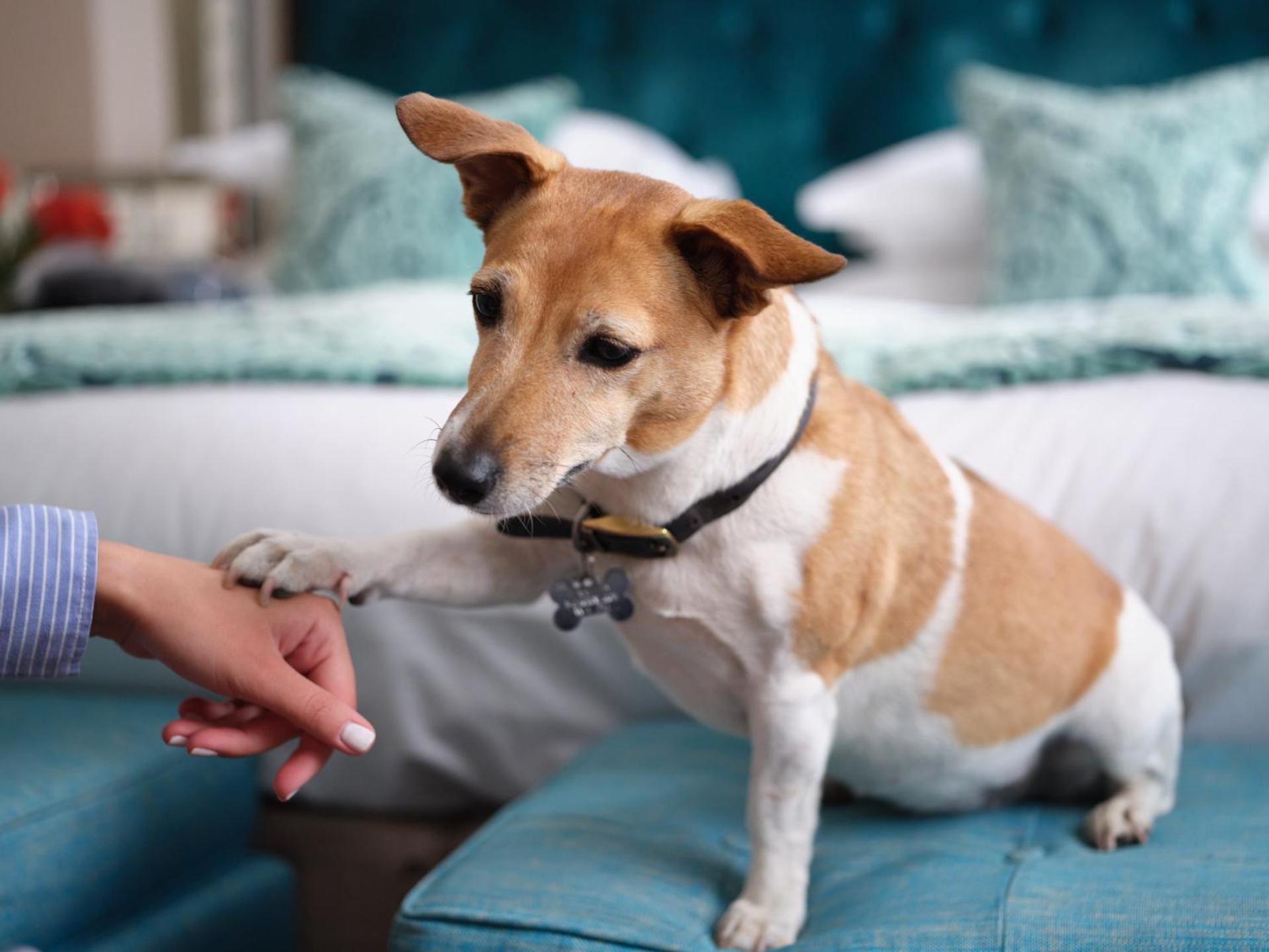 The Apartments by The Sloane Club photo 5