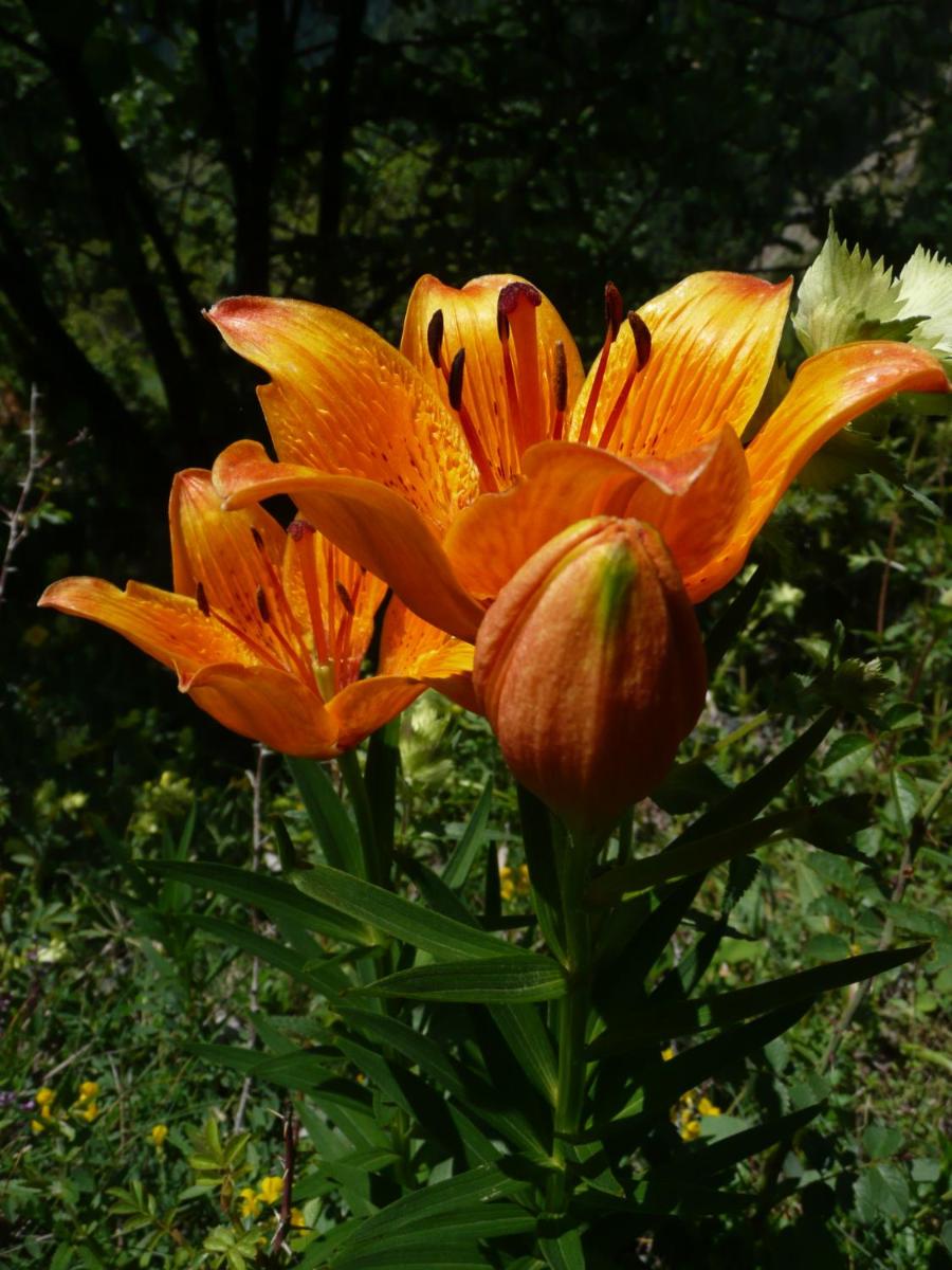 Photo 17