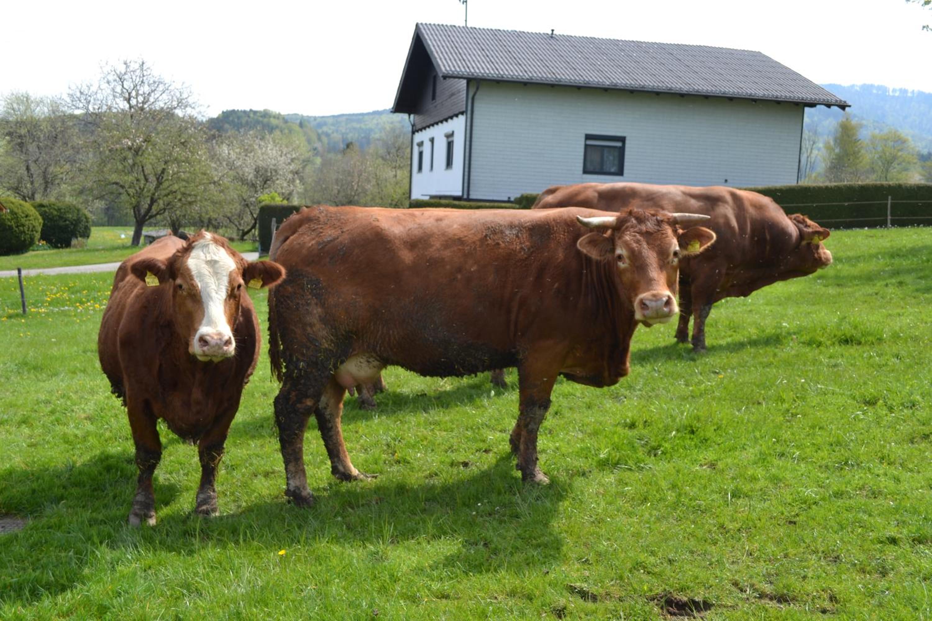 Biohof Auinger, der Tiererlebnishof