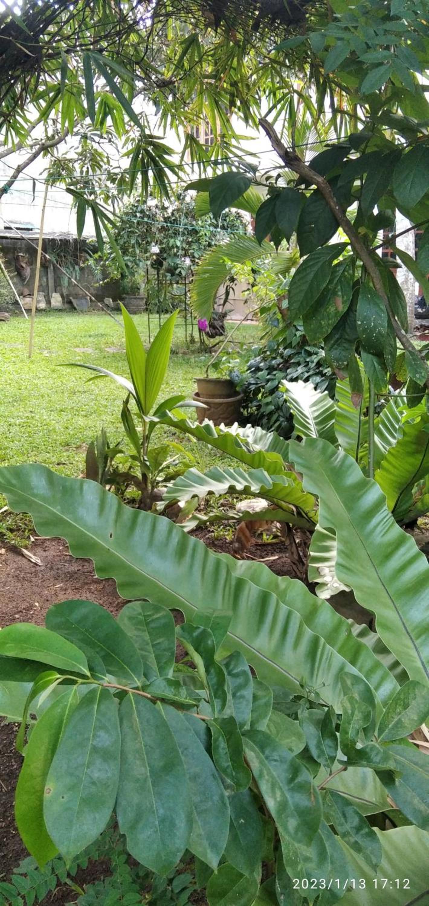 Dilupa Nature Resort view 3