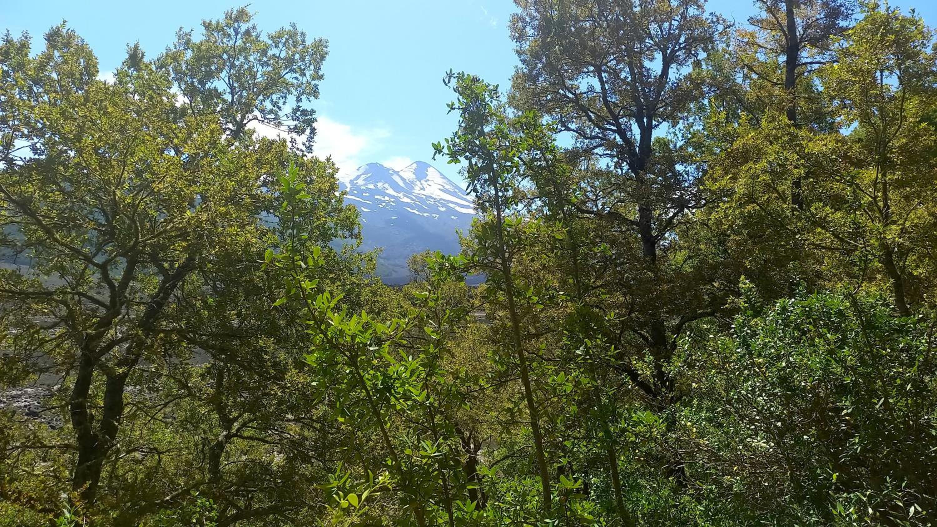Cabaña para dos en Conguillio